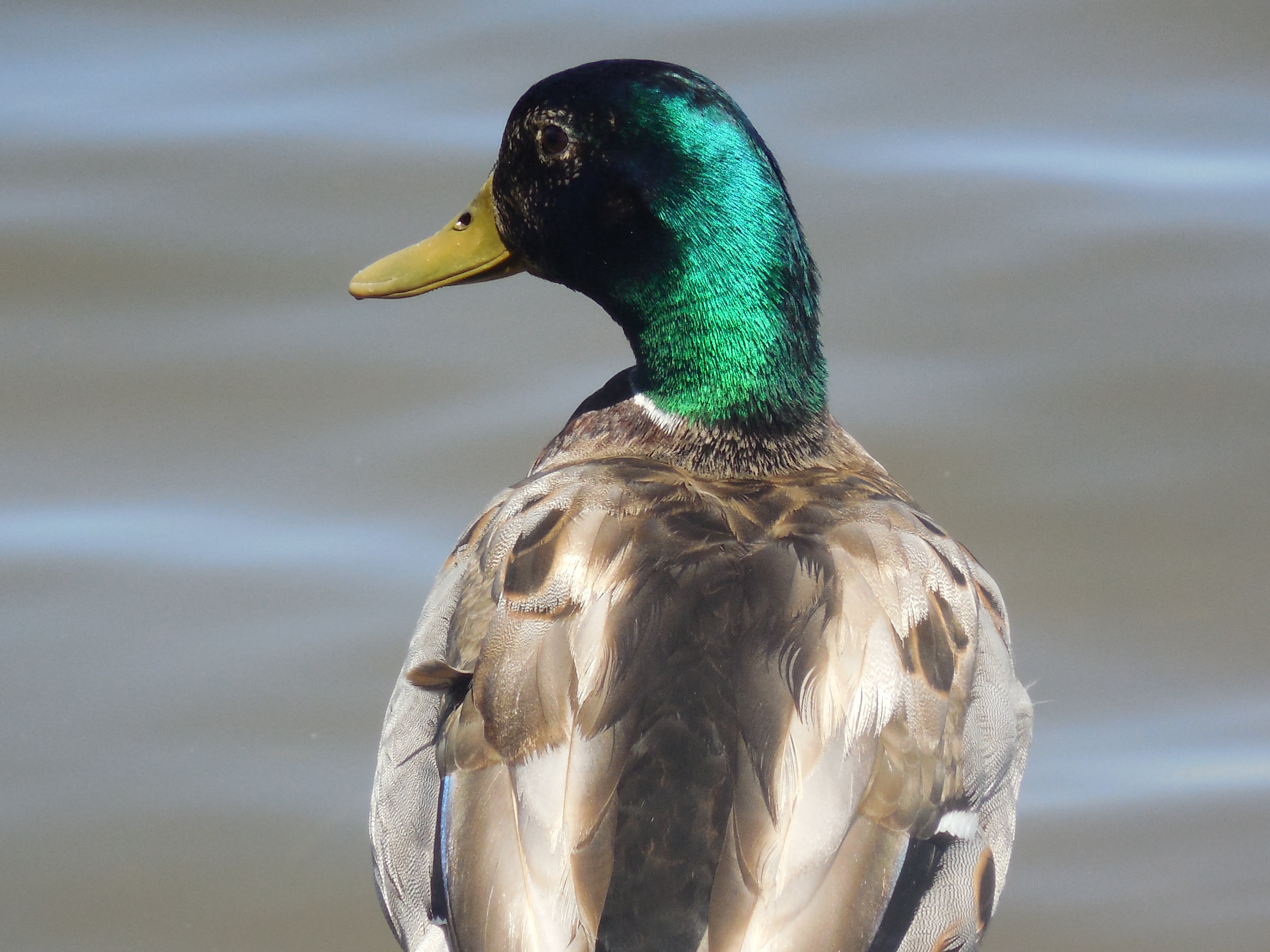 white, green, wild, pond, animal themes, log, mallard, animal, animals In The Wild, duck, waterfowl, fowl, focus on foreground, feather, nature, close-up, HD Wallpaper