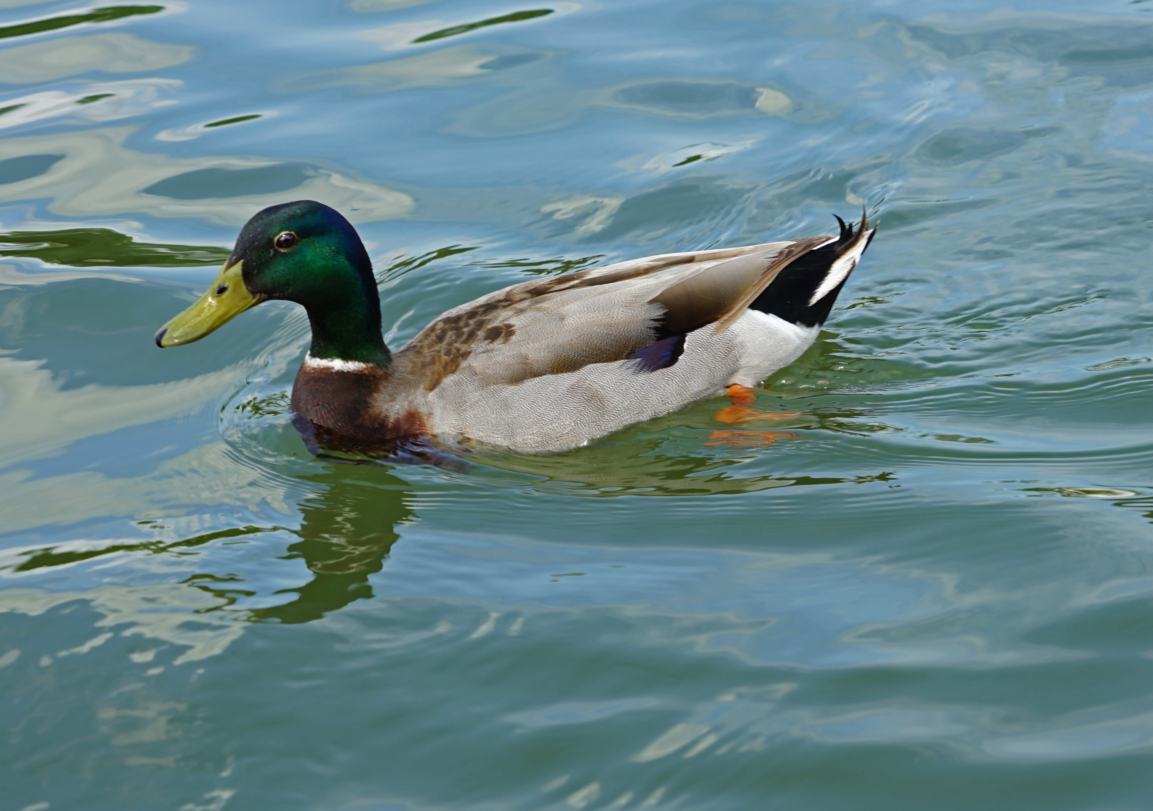 new orleans, louisiana, mallard duck, raggio, 4K, avian, wild, feather, river, swimming, raggio studios, bird, animal, water bird, wildlife, pool, environment, HD Wallpaper