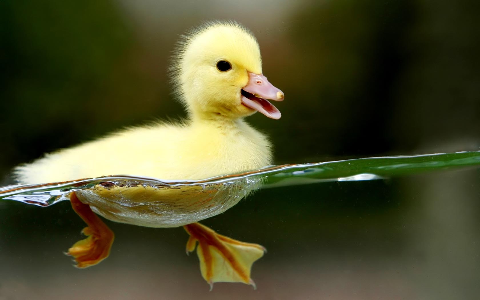 animal, day, bird, animal wildlife, duckling, animal body part, beak, nature, animal themes, lake, 720P, animal head, one animal, yellow, young animal, HD Wallpaper