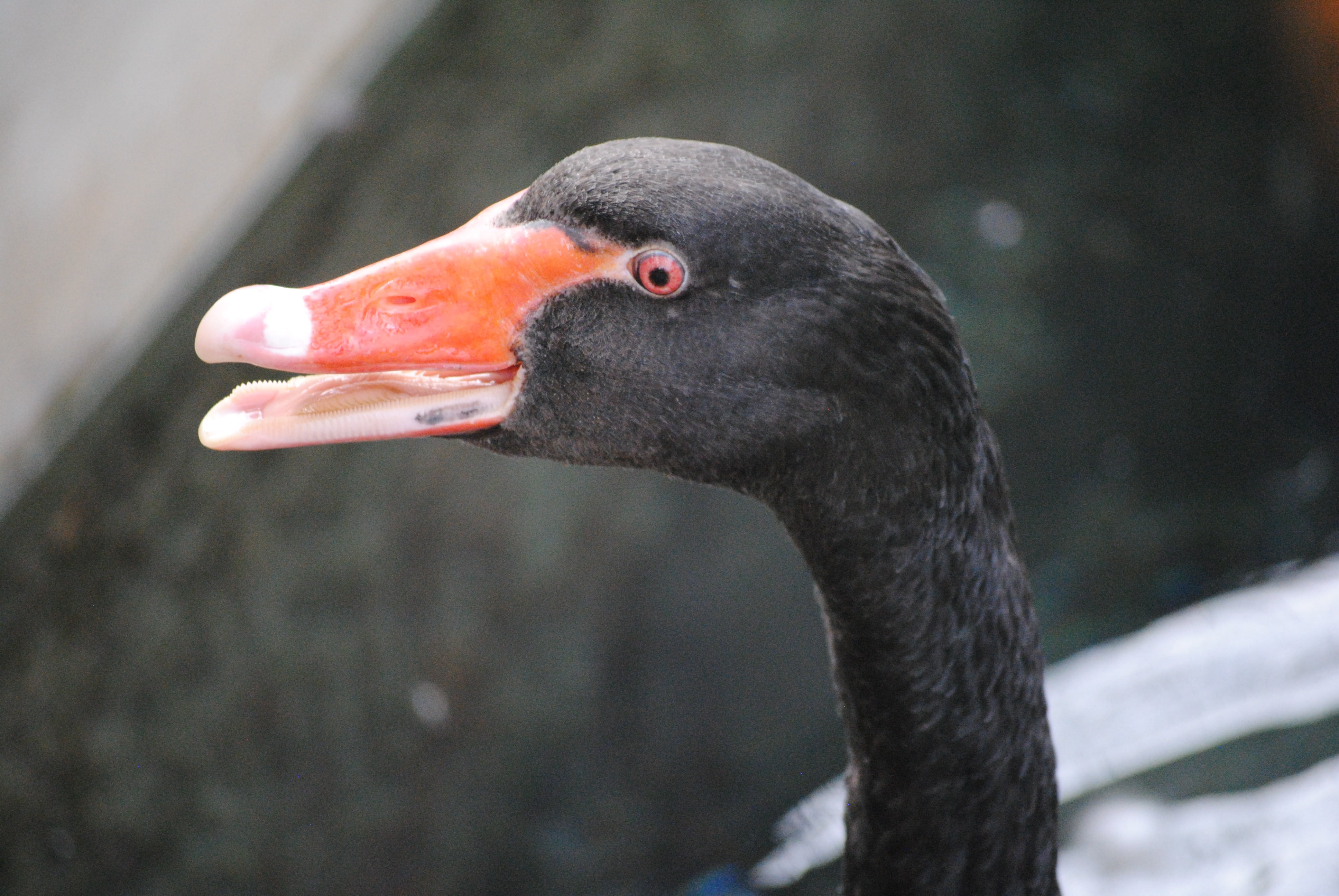 water, wildlife, cute, black color, water bird, animal wildlife, orange, animals in the wild, duck, animal body part, 4K, brown, no people, red, white, HD Wallpaper