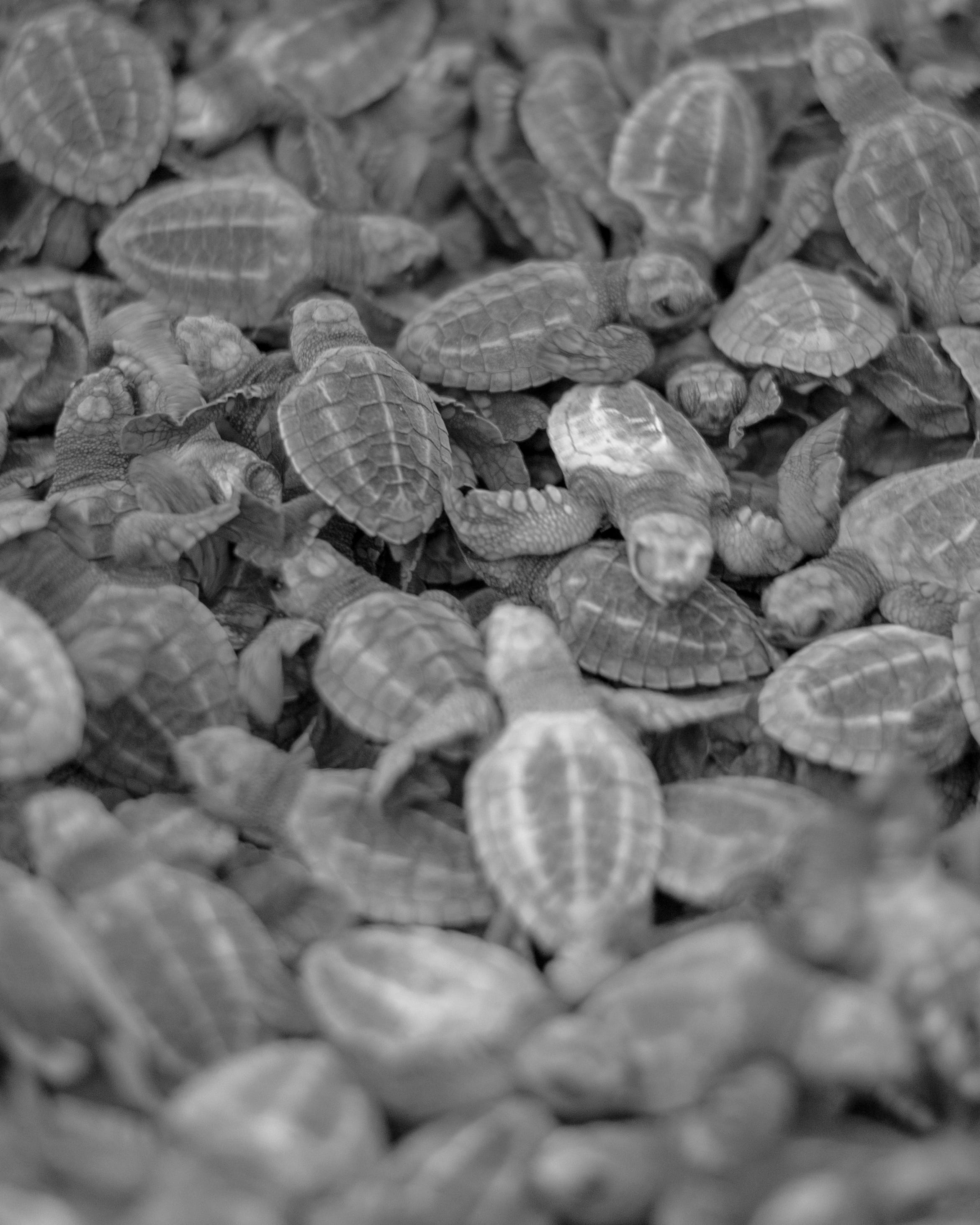 healthy eating, selective focus, close-up, snack, tortoise, turtle, backgrounds, indoors, finance, snail, medical imaging x-ray film, reptile, clam, leaf, Phone HD Wallpaper
