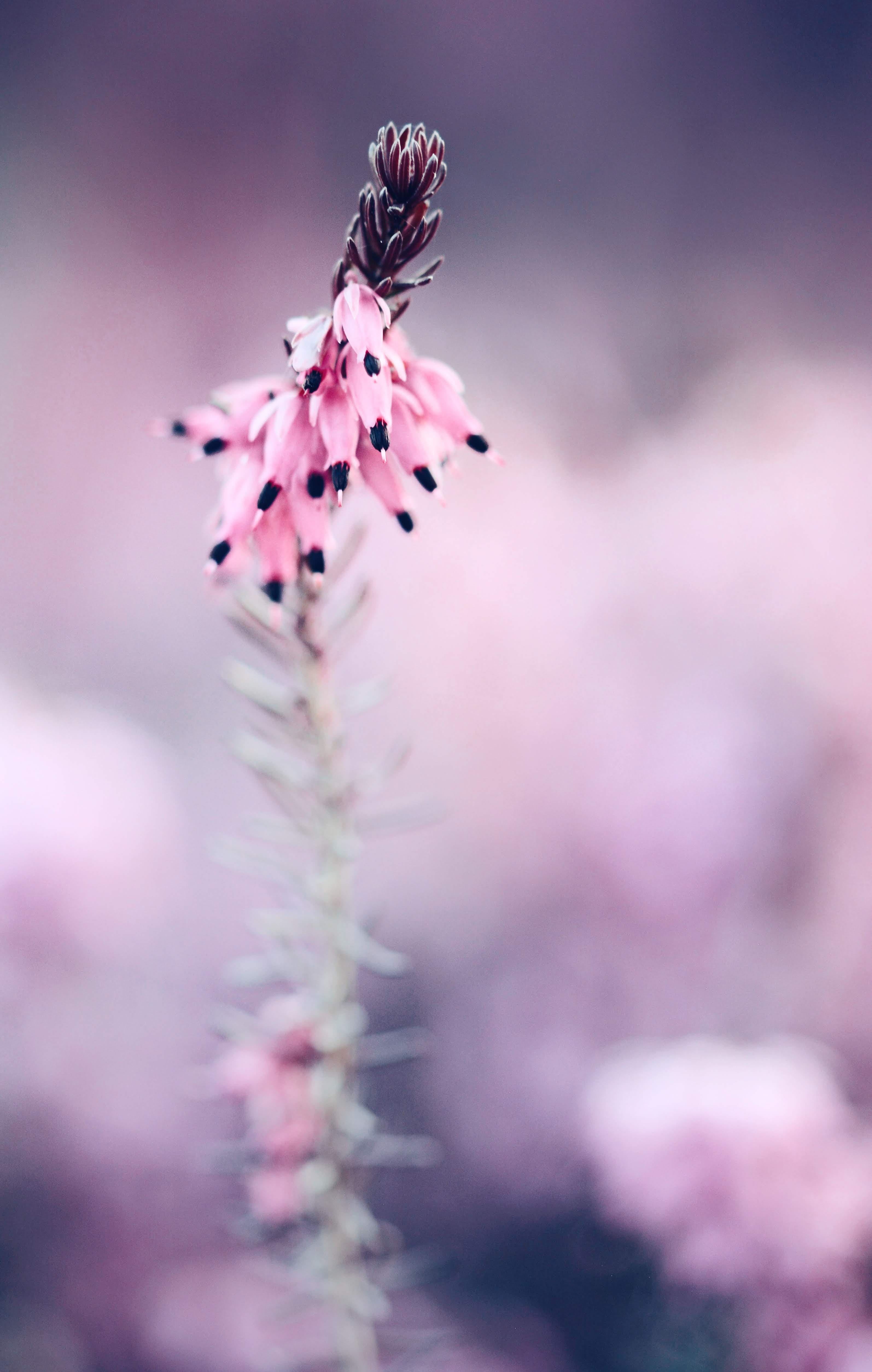 insect, 4K, bokeh, vulnerability, outdoors, plant, selective focus, background, petal, pink color, growth, springtime, details, animal, day, Phone HD Wallpaper