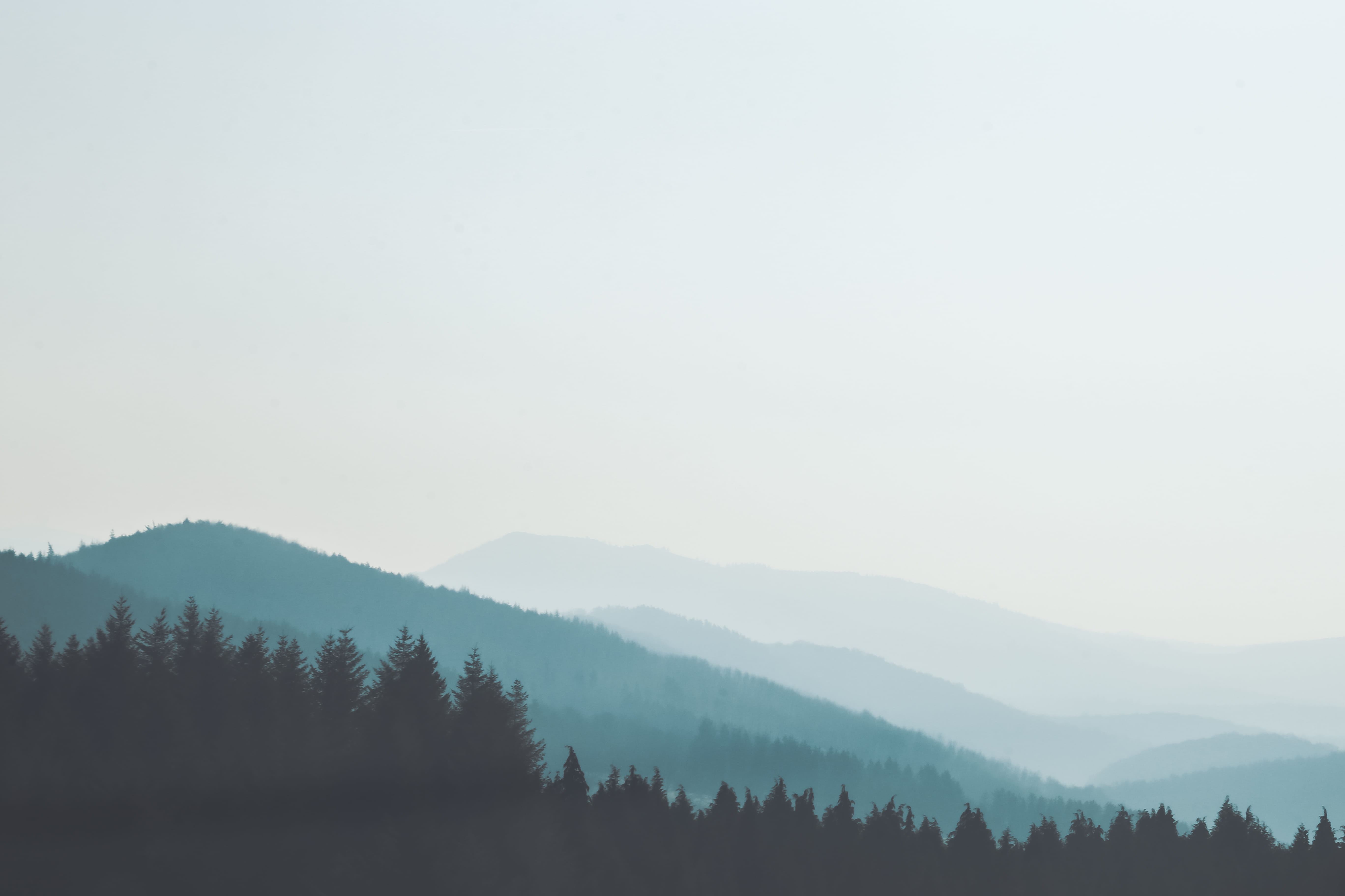 no people, near, nature, outdoors, beauty in nature, silhouette, hornet, fog, plant, idyllic, mountain range, 5K, insect, day, wasp, abies, copy space, HD Wallpaper