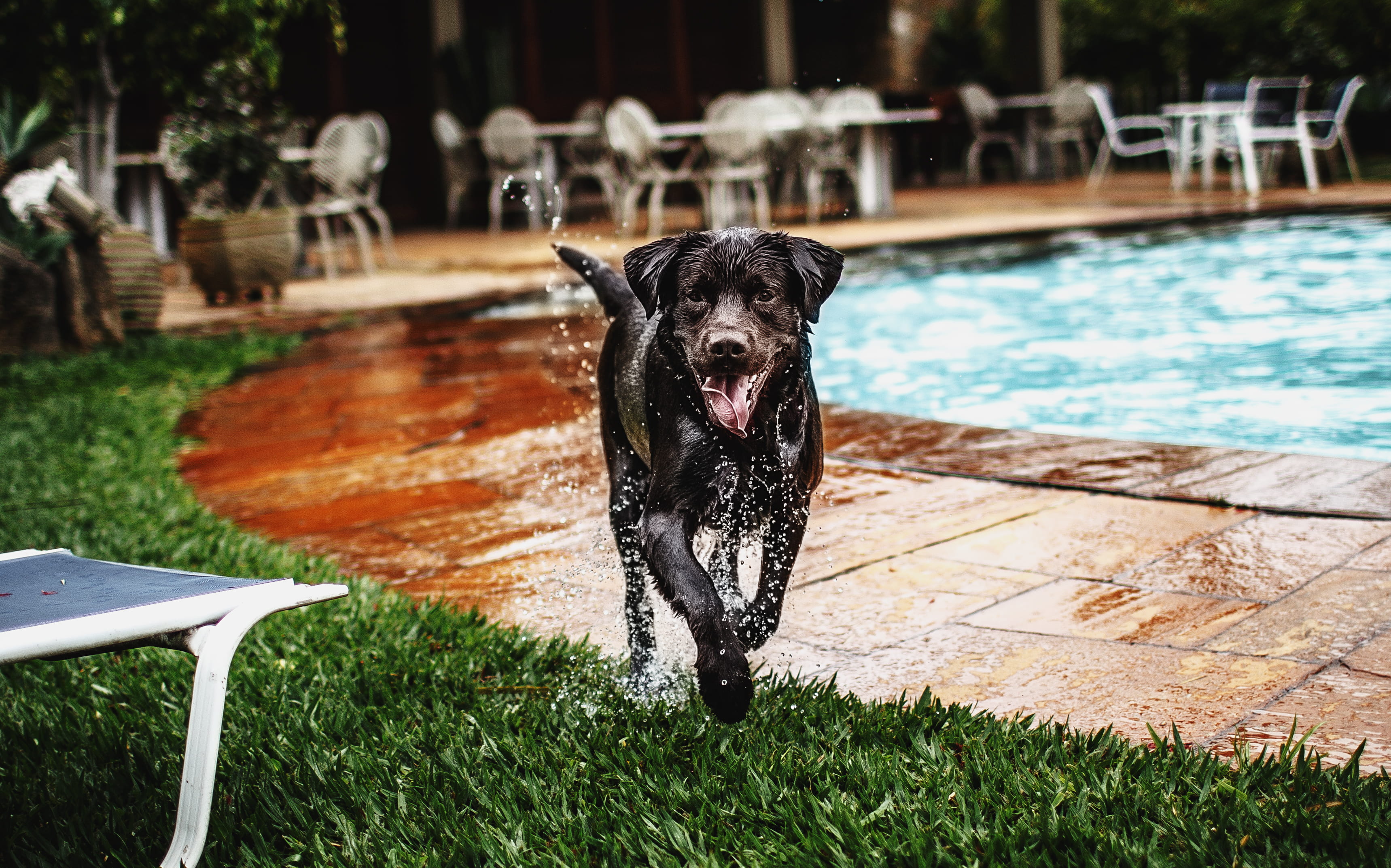 bench, canine, hound, swimming, black, water, portrait, focus on foreground, pool, slate, motion, domestic animals, furniture, pointer, animal, hardwood, HD Wallpaper