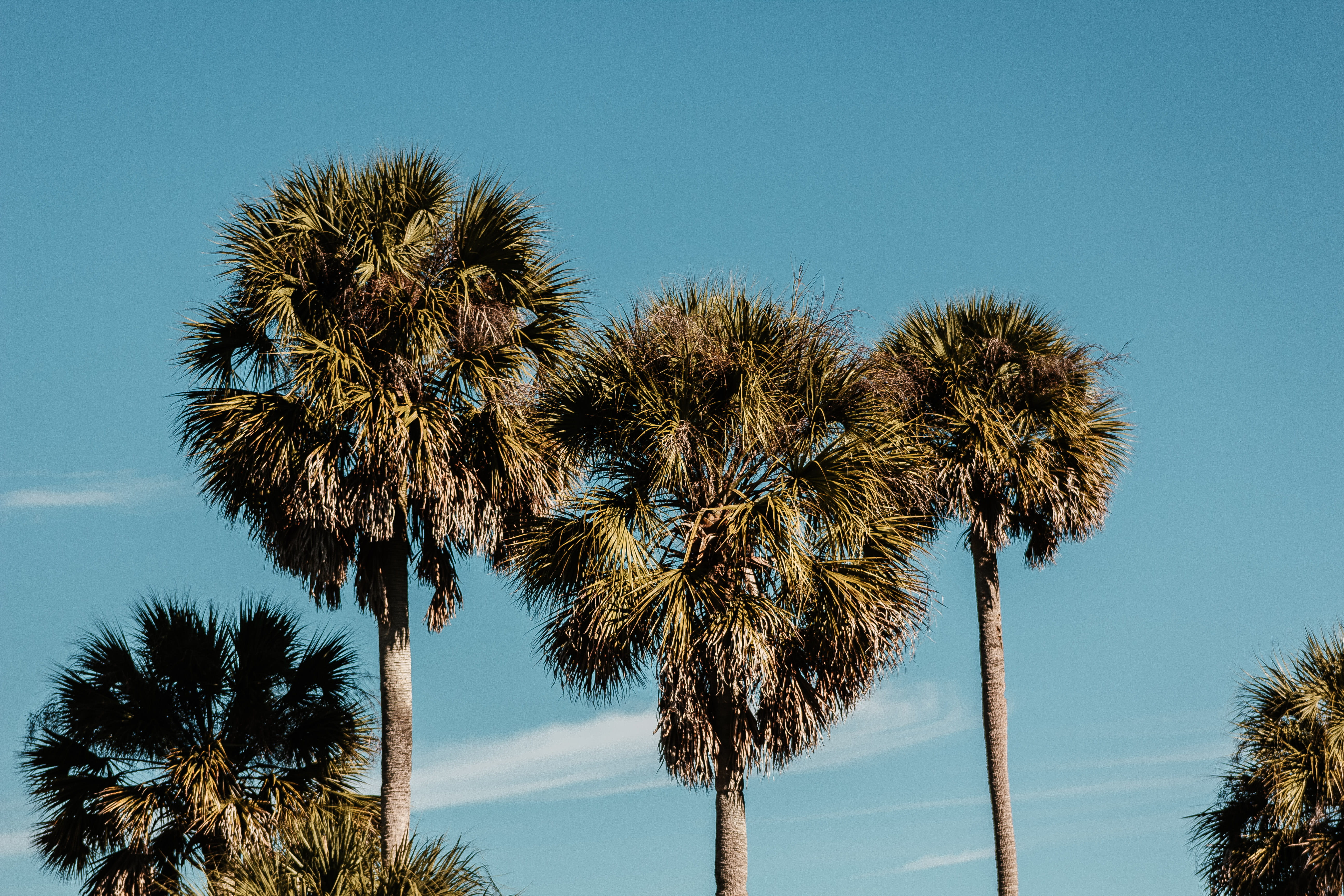scenery, no people, palm tree, trees, beauty in nature, trunk, palm leaf, coconut palm tree, growth, green, day, outdoors, nature, water, summer, tree trunk, HD Wallpaper