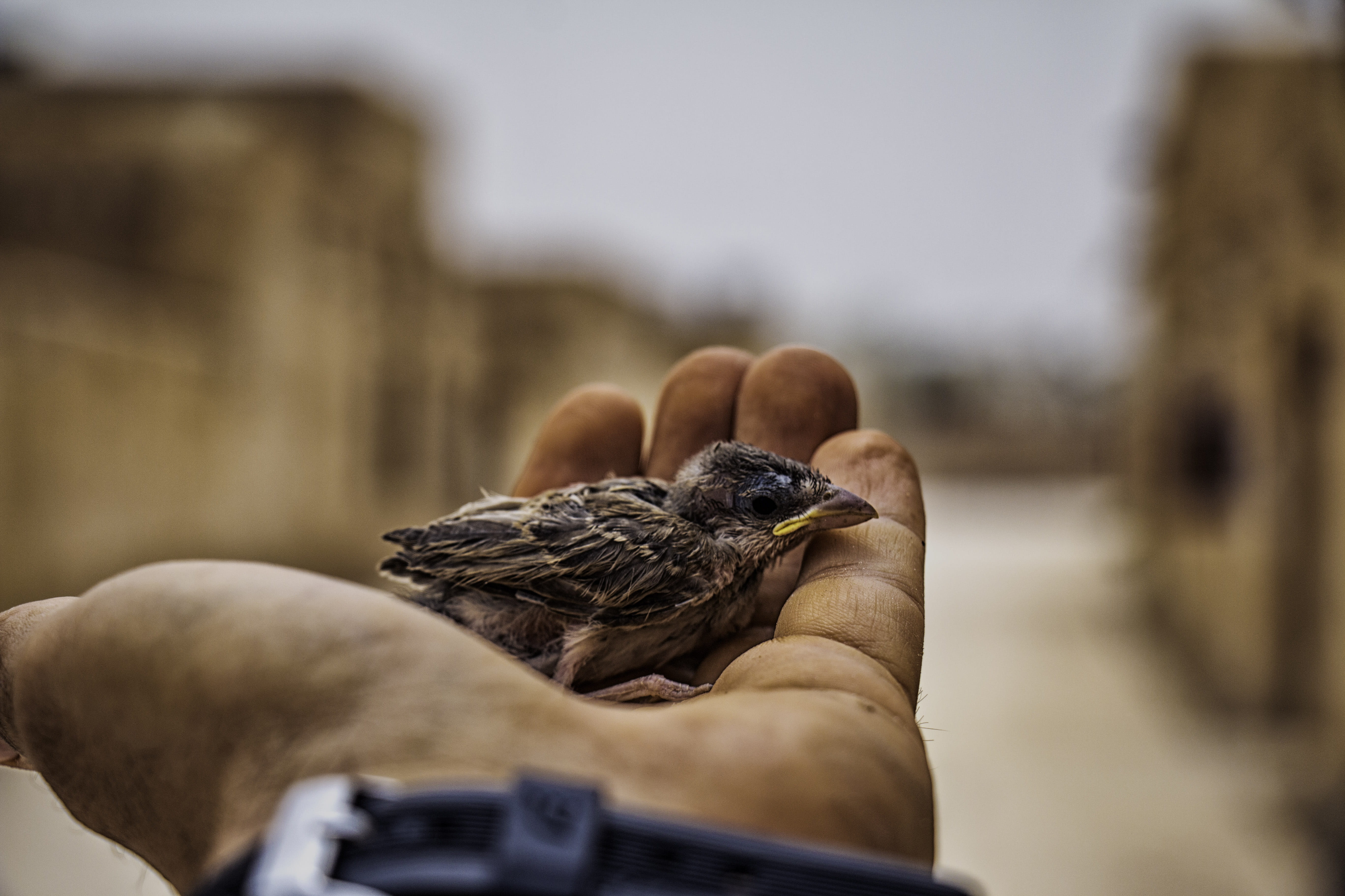 focus on foreground, grain, sparrow, human body part, close-up, flora, qatar, focus, vegetable, seed, one person, nut, shallow, person, vertebrate, finger, HD Wallpaper