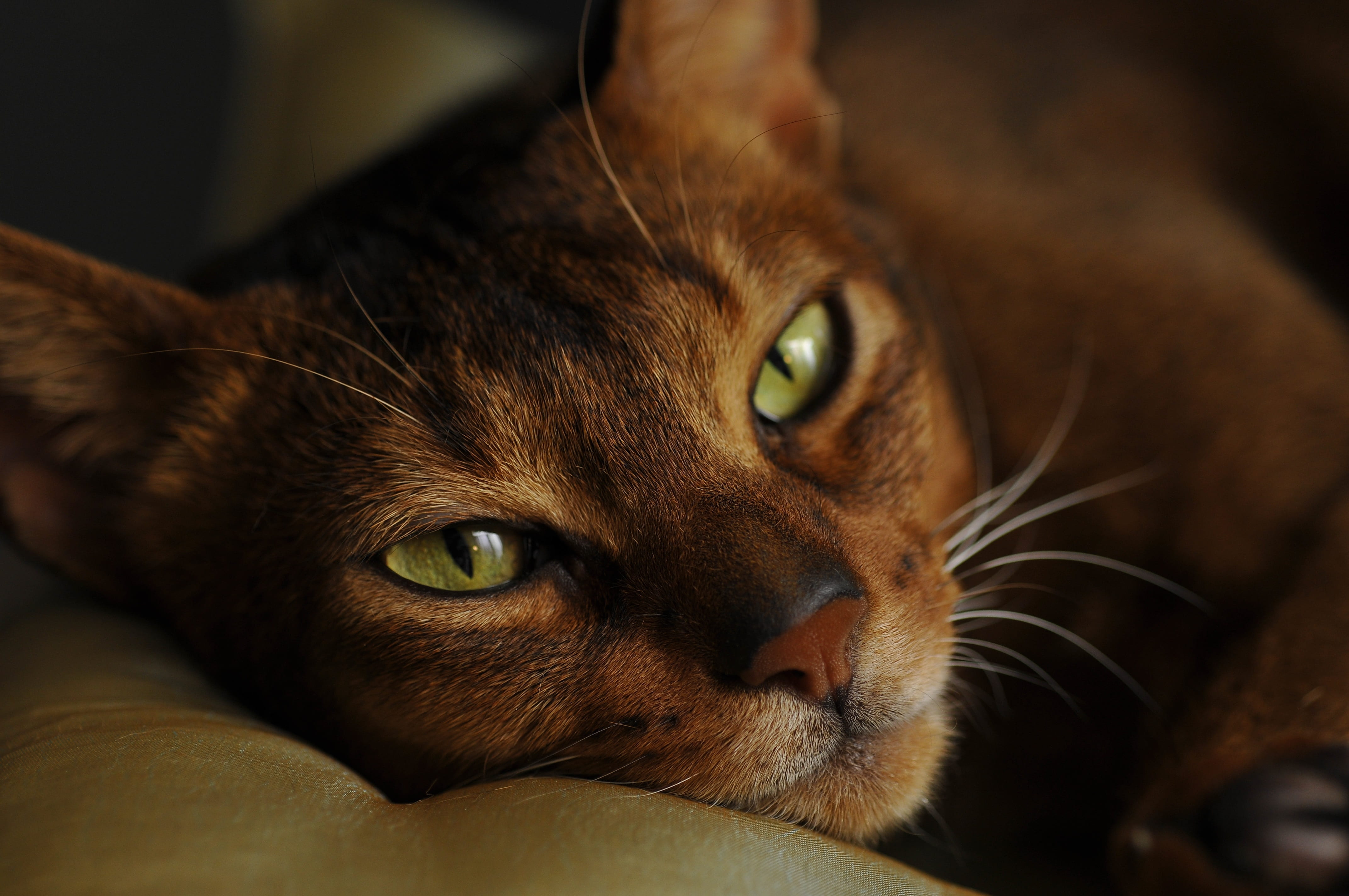 feline, eye, domestic animals, pets, textile, photography, abikot, focus, animal head, abyssinians, beautiful cat, muzzle cat, whisker, close-up, body part, HD Wallpaper