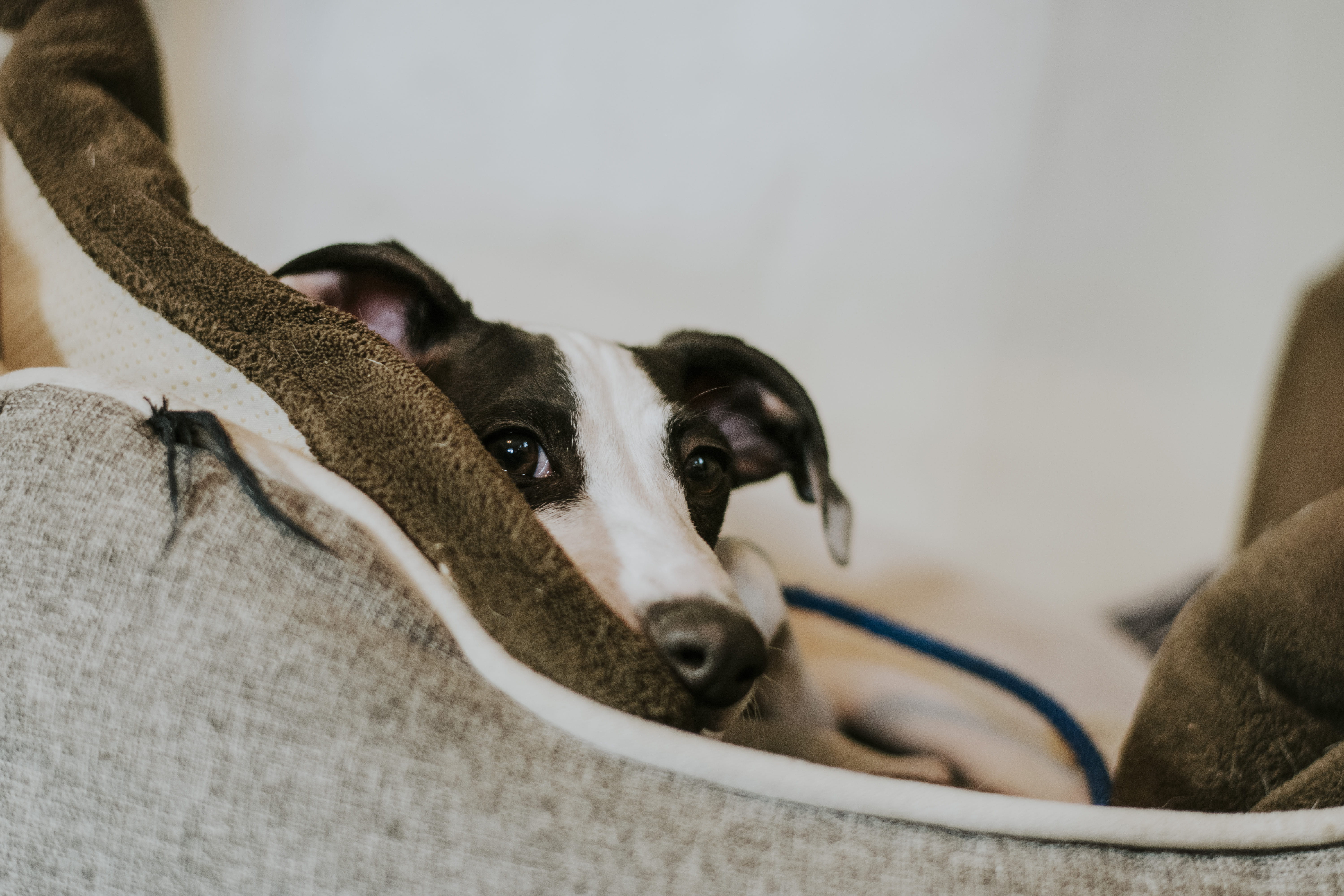 clothing, strap, pet, looking at camera, 5K, animal body part, toe, shoe, dog, heel, seitamaaphotography, animal head, canine, greyhound, selective focus, HD Wallpaper