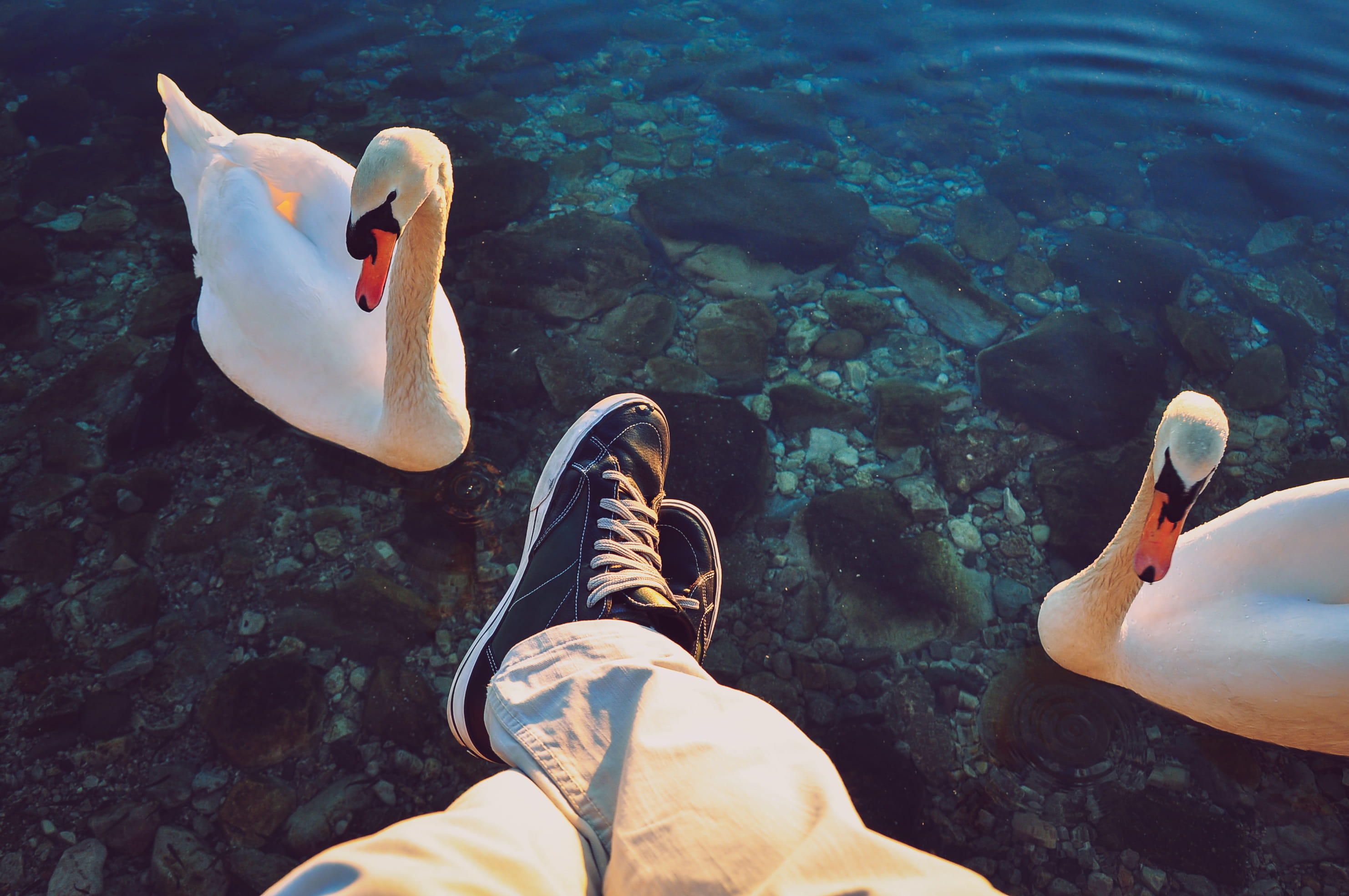 one person, personal perspective, adventure, low section, water, outdoor, macedonia, shoe, lake, animals in the wild, body part, human body part, human limb, HD Wallpaper