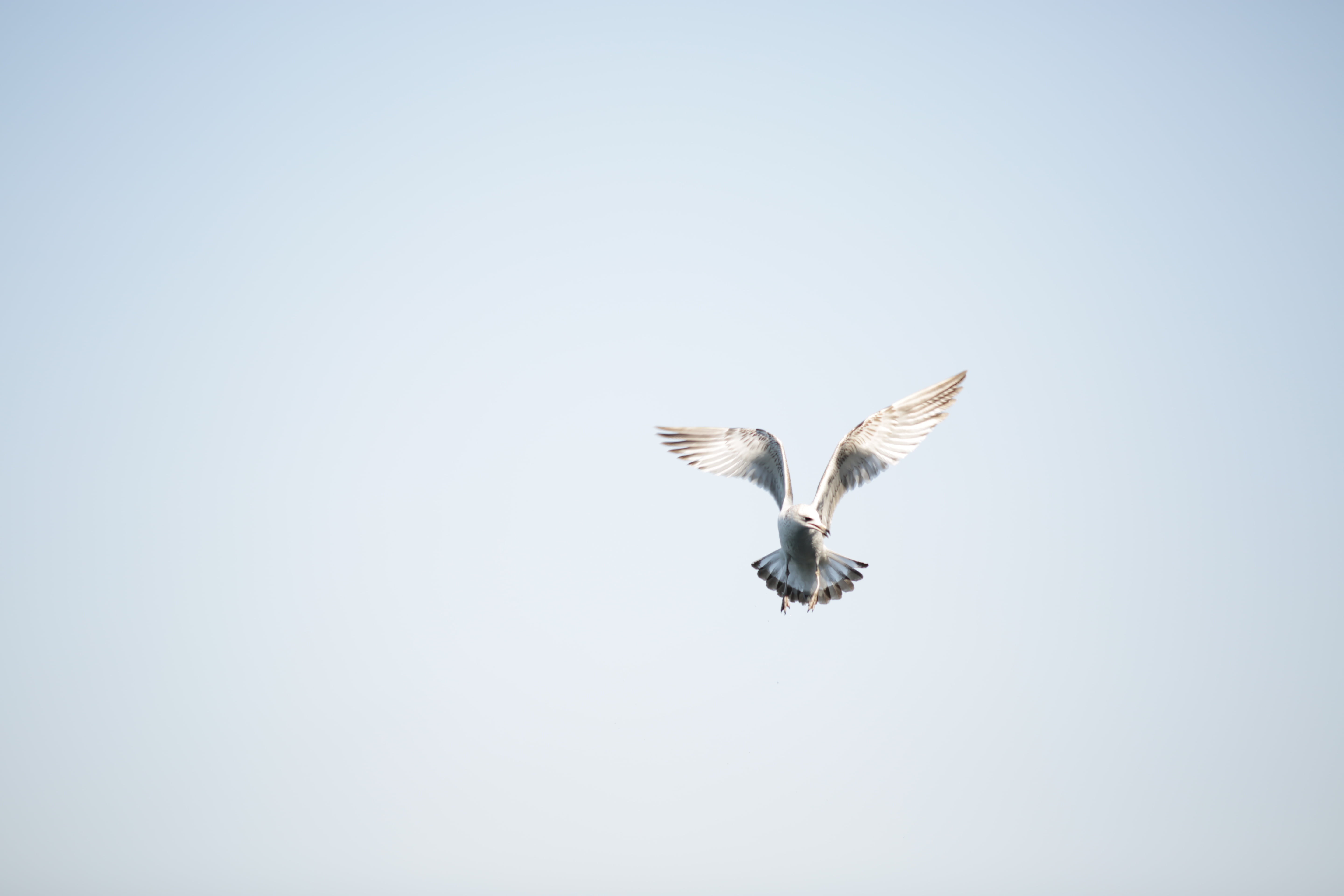 billed, animals in the wild, fauna, dom, birds, sky, full length, birdwatching, flapping, vertebrate, juvenile, feathers, waves, flight, outdoors, seabirds, HD Wallpaper
