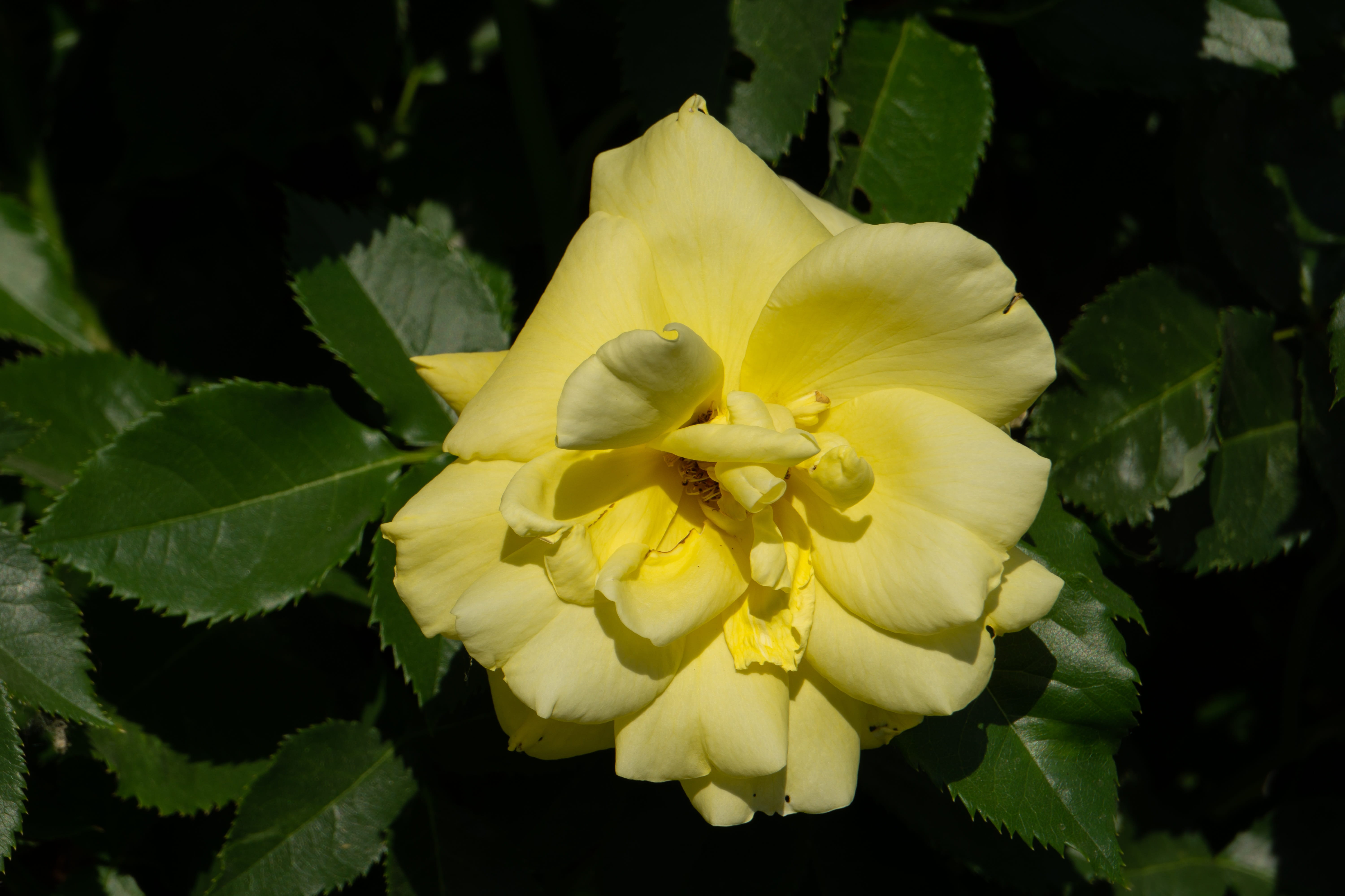yellow, udendørs, beauty in nature, fragility, flower, nature, freshness, growth, petal, vulnerability, focus on foreground, natur, have, flower head, rose, HD Wallpaper
