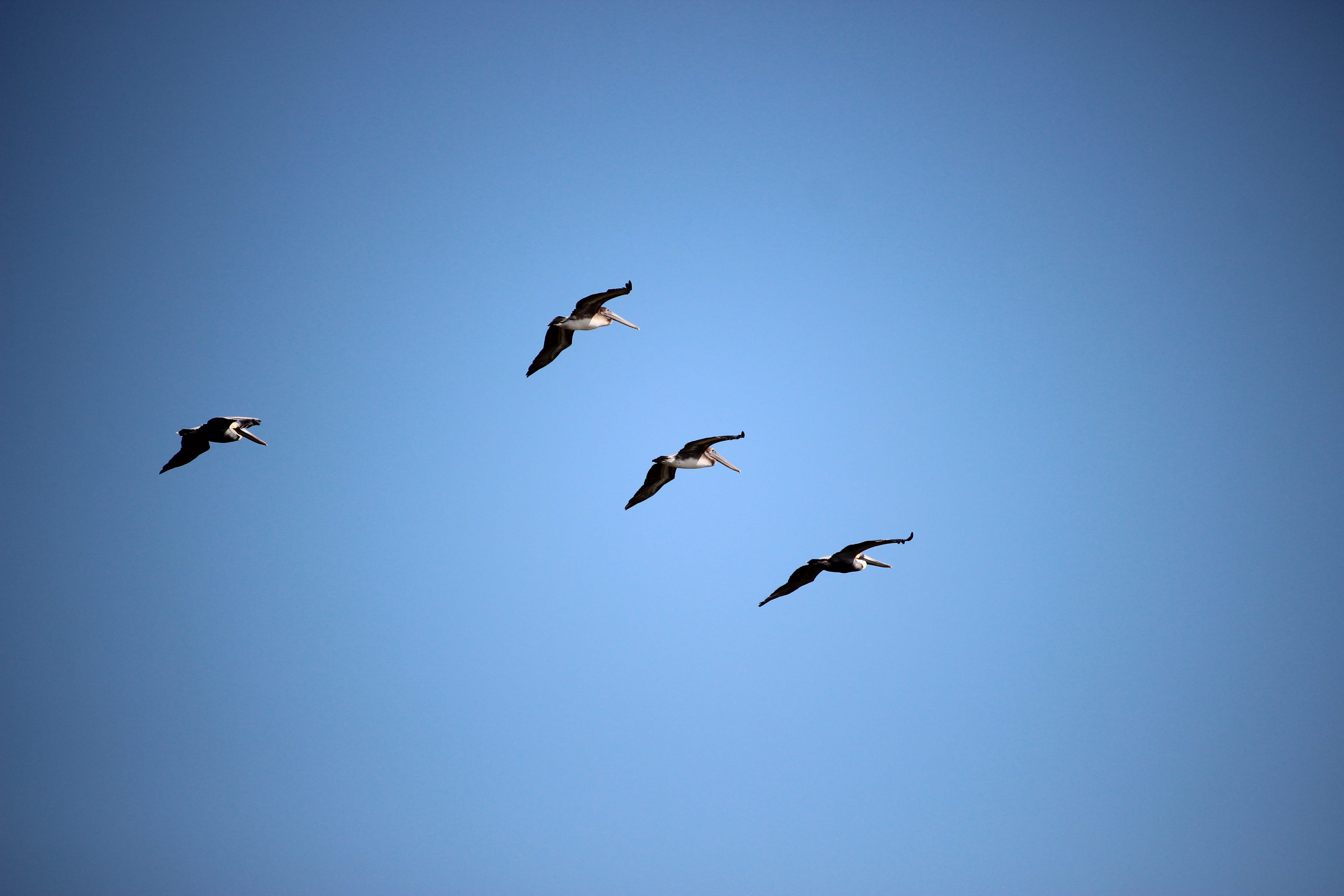 animals in the wild, spread wings, flying, beauty in nature, day, nature, animal wildlife, bird, clear sky, vertebrate, no people, key biscayne, group of animals, HD Wallpaper