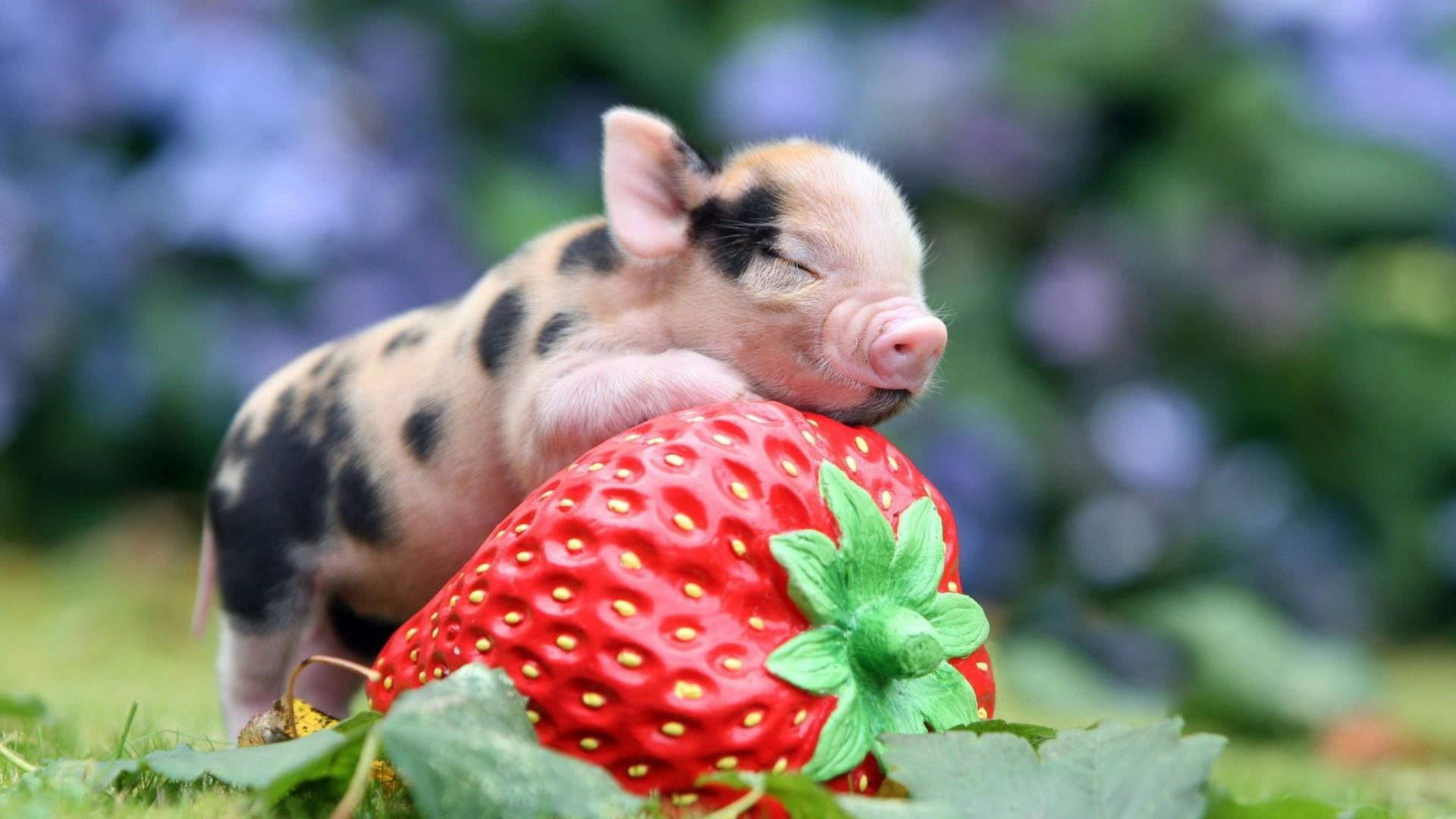 piggy, funy, pig, cute, food, littly pig, 1080P, strawberry, HD Wallpaper