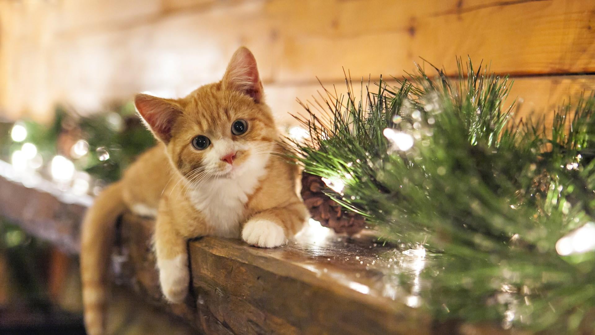 domestic animals, small, portrait, mantel, domestic, close-up, feline, wood, plant, one animal, mammal, cat, decoration, 1080P, animal, holiday, kitten, HD Wallpaper