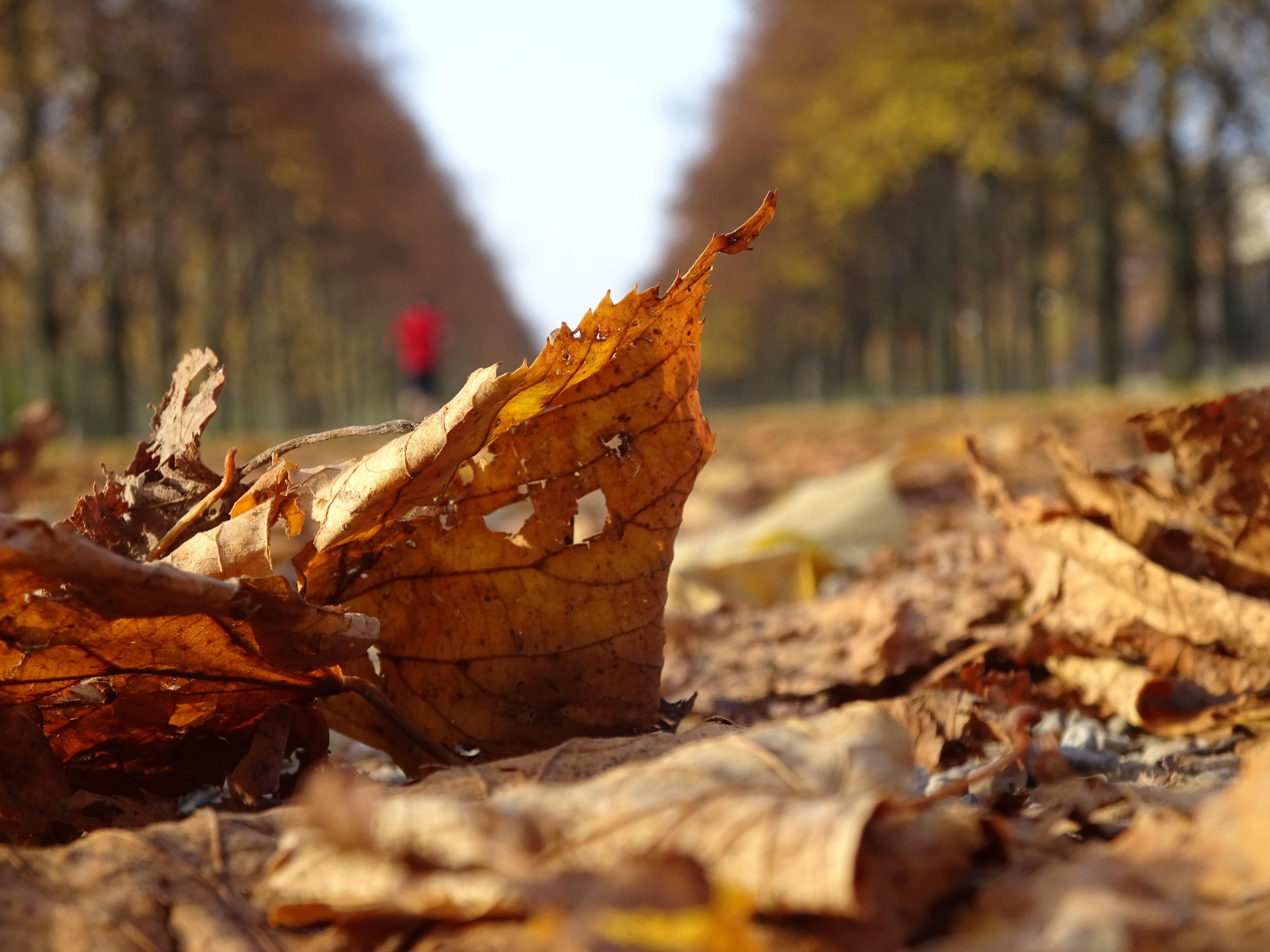 outdoors, dry, forest, trunk, musim gugur, close-up, nature, focus on foreground, hannover, selective focus, leaves, bark, tree, change, day, plant, land, HD Wallpaper