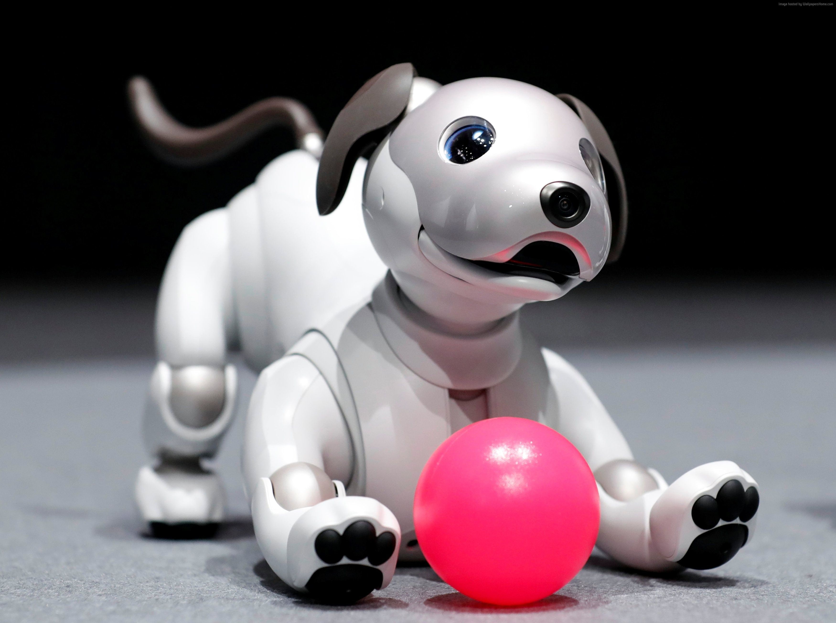 2K, close-up, piggy bank, focus on foreground, robot, art and craft, dog, studio shot, mammal, Sony Aibo, fun, no people, 4K, indoors, toy, representation, HD Wallpaper