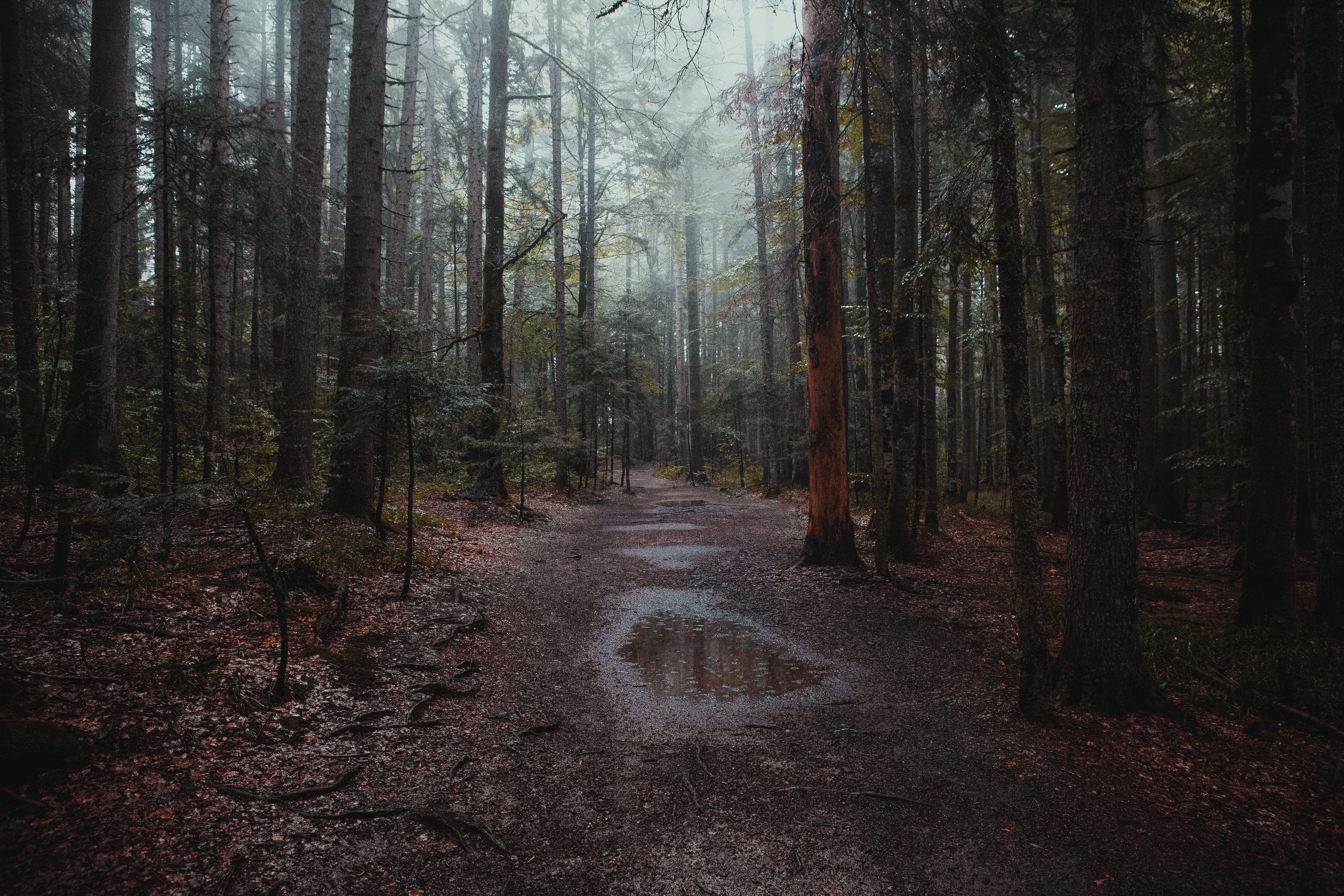 scenics, mystery, colour, tranquil Scene, sunbeam, green Color, serbia, fog, alone, tree Trunk, sun, tara, no People, day, pathway, sunlight, mountain, HD Wallpaper