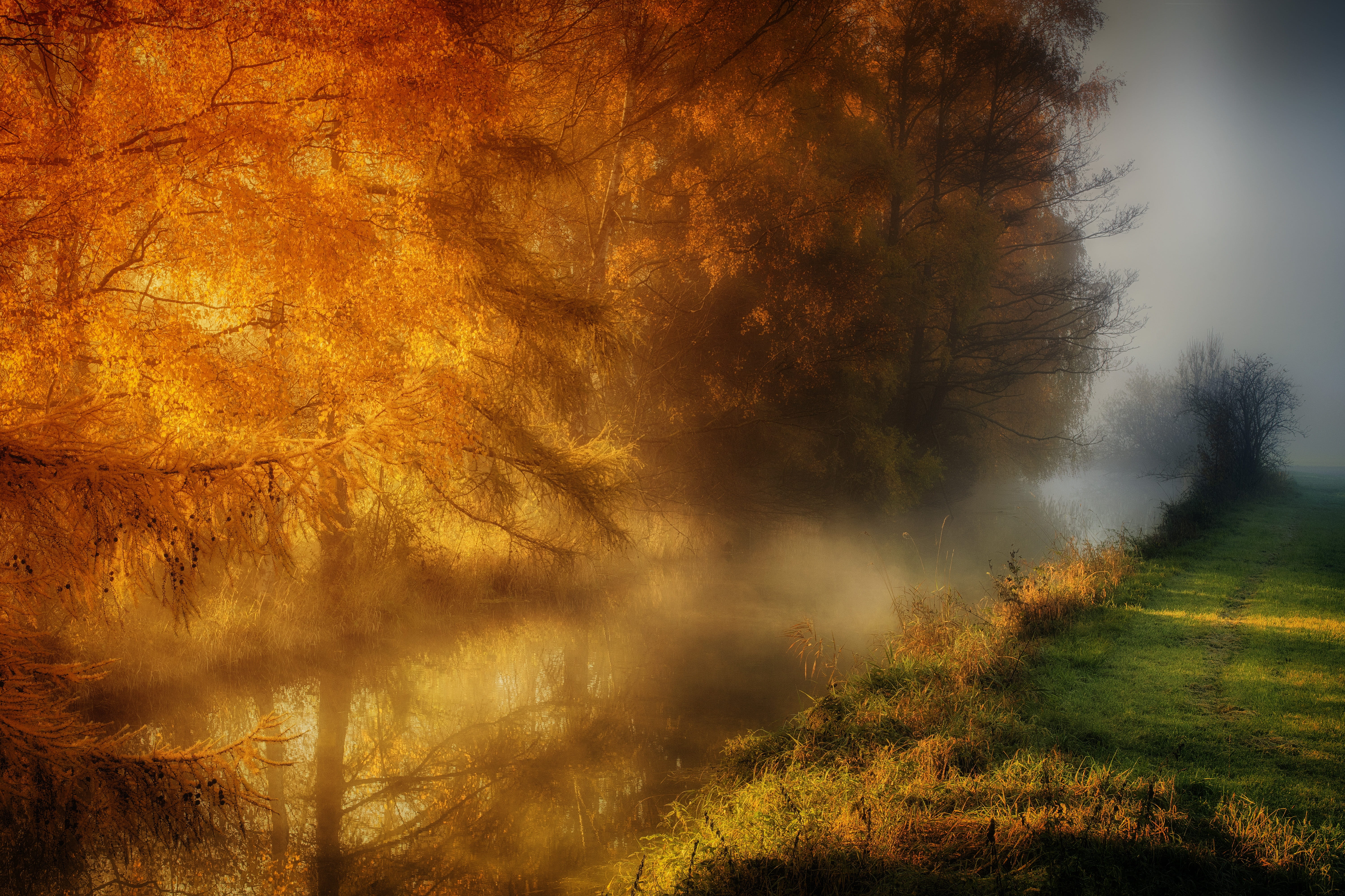 tree, plant, haze, no people, golden autumn, nature, color, mood, fall foliage, foggy, bach, fog, forest, dawn, sun, reflections, landscape, scenics - nature, HD Wallpaper