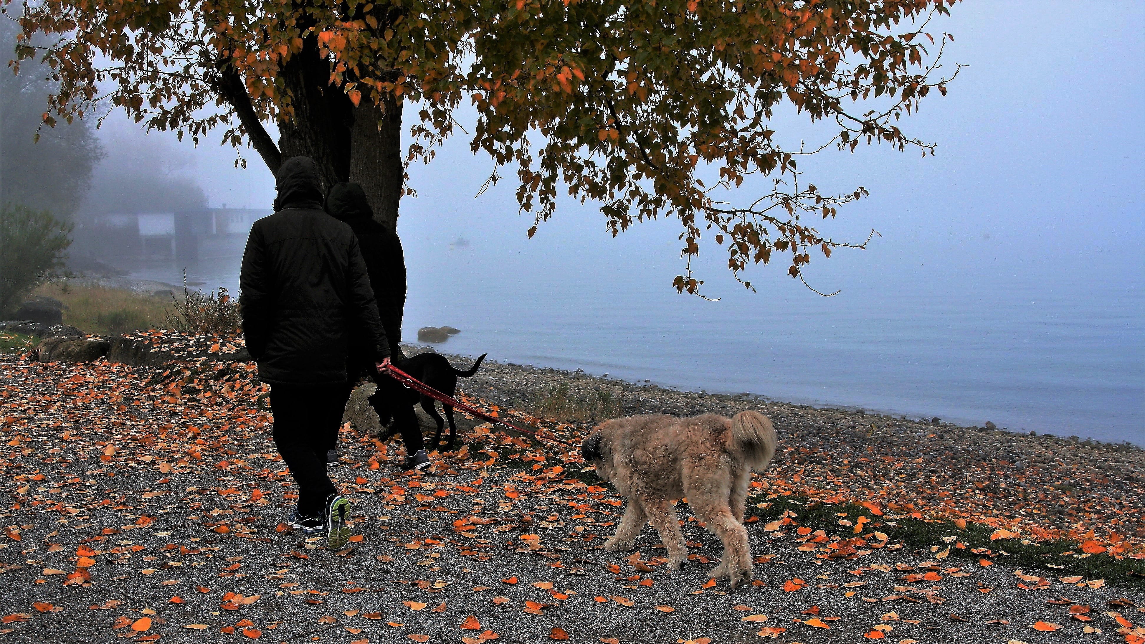 autumn walk, vertebrate, autumn landscape, 4K, cold, two, on a leash, after the rain, standing, autumn, branch, orange, domestic, the environment, at the court of, HD Wallpaper