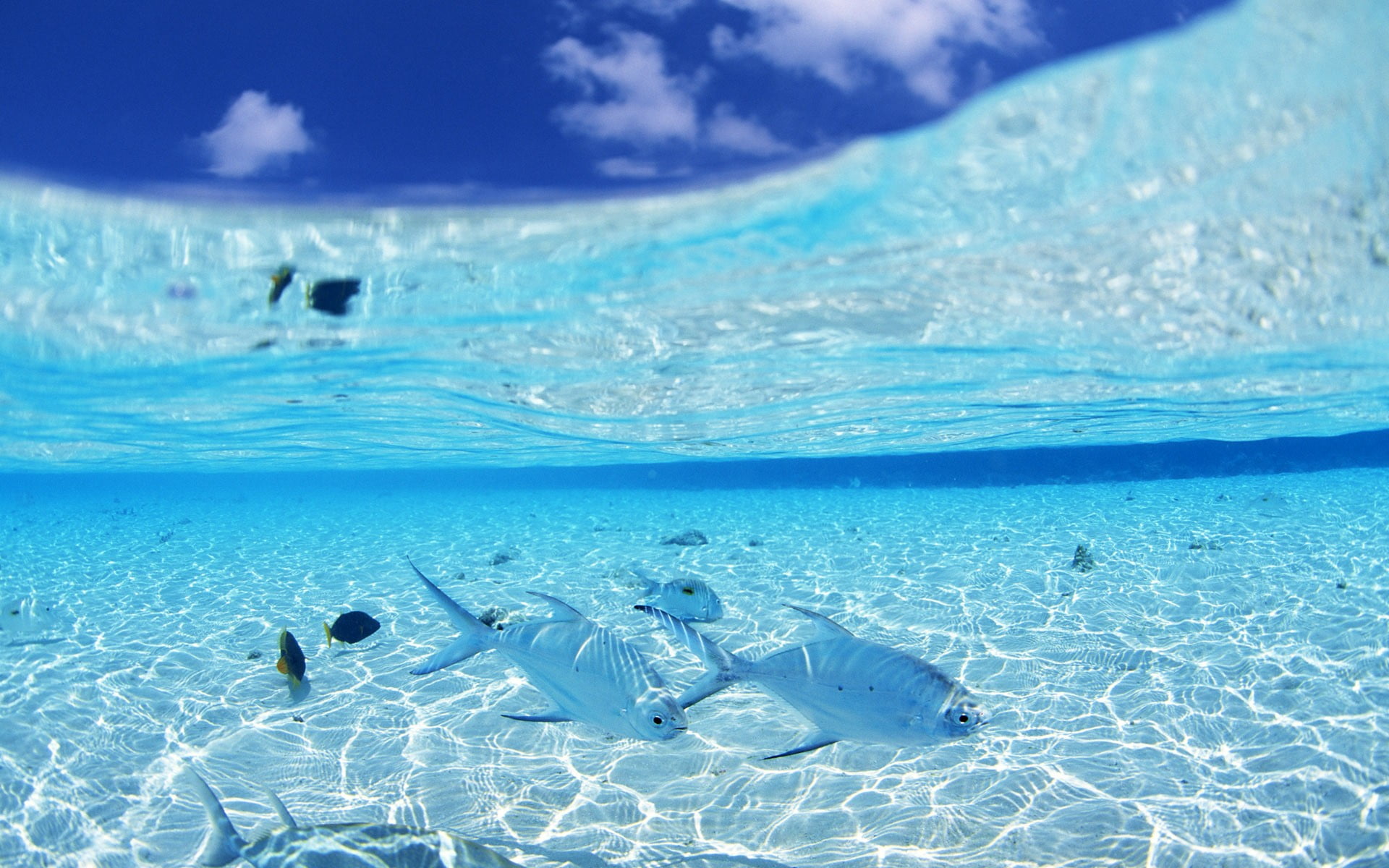 pool, marine, nature, undersea, sea life, no people, vertebrate, 1080P, water, animal, animals, fish, swimming, turquoise colored, white, transparent, HD Wallpaper