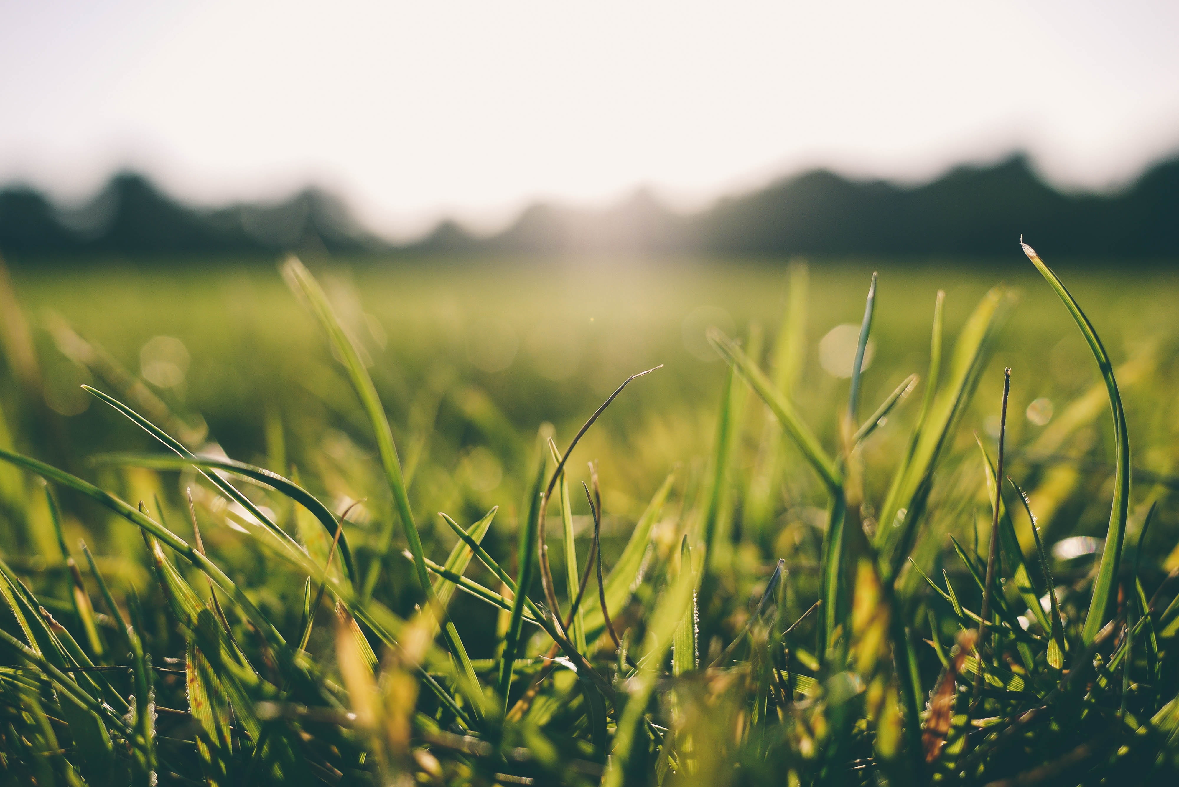 selective focus, outdoor, blade of grass, lawn, growth, green, beauty in nature, agriculture, background green, sun, freshness, tree, grass background, HD Wallpaper