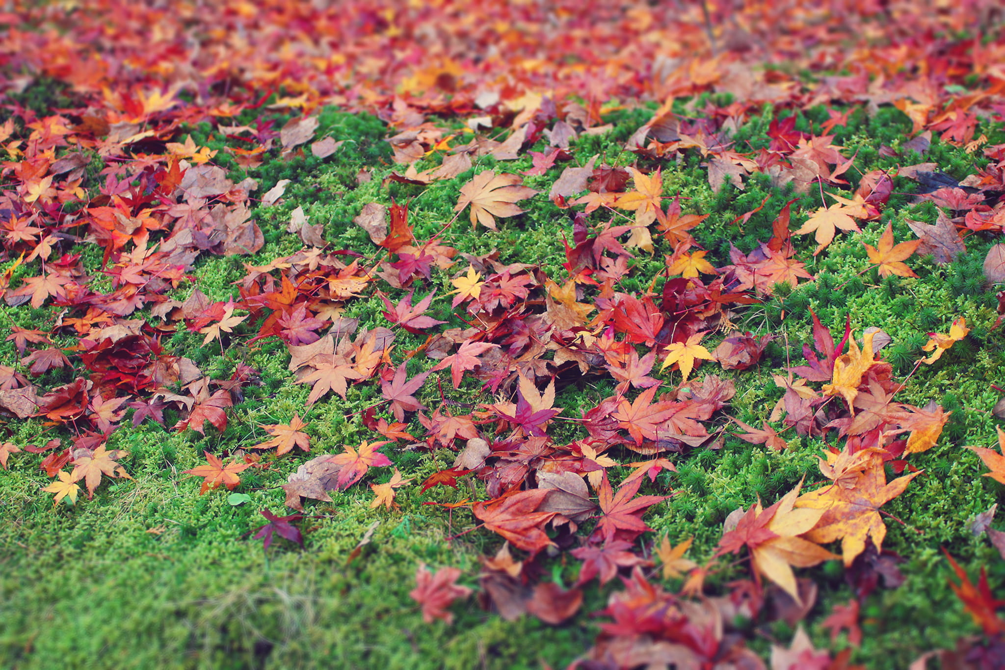 leaf, high angle view, plant, fragility, green grass, autumn, dry, season, leaves, field, falling, grass field, yellow, selective focus, no people, colors, HD Wallpaper