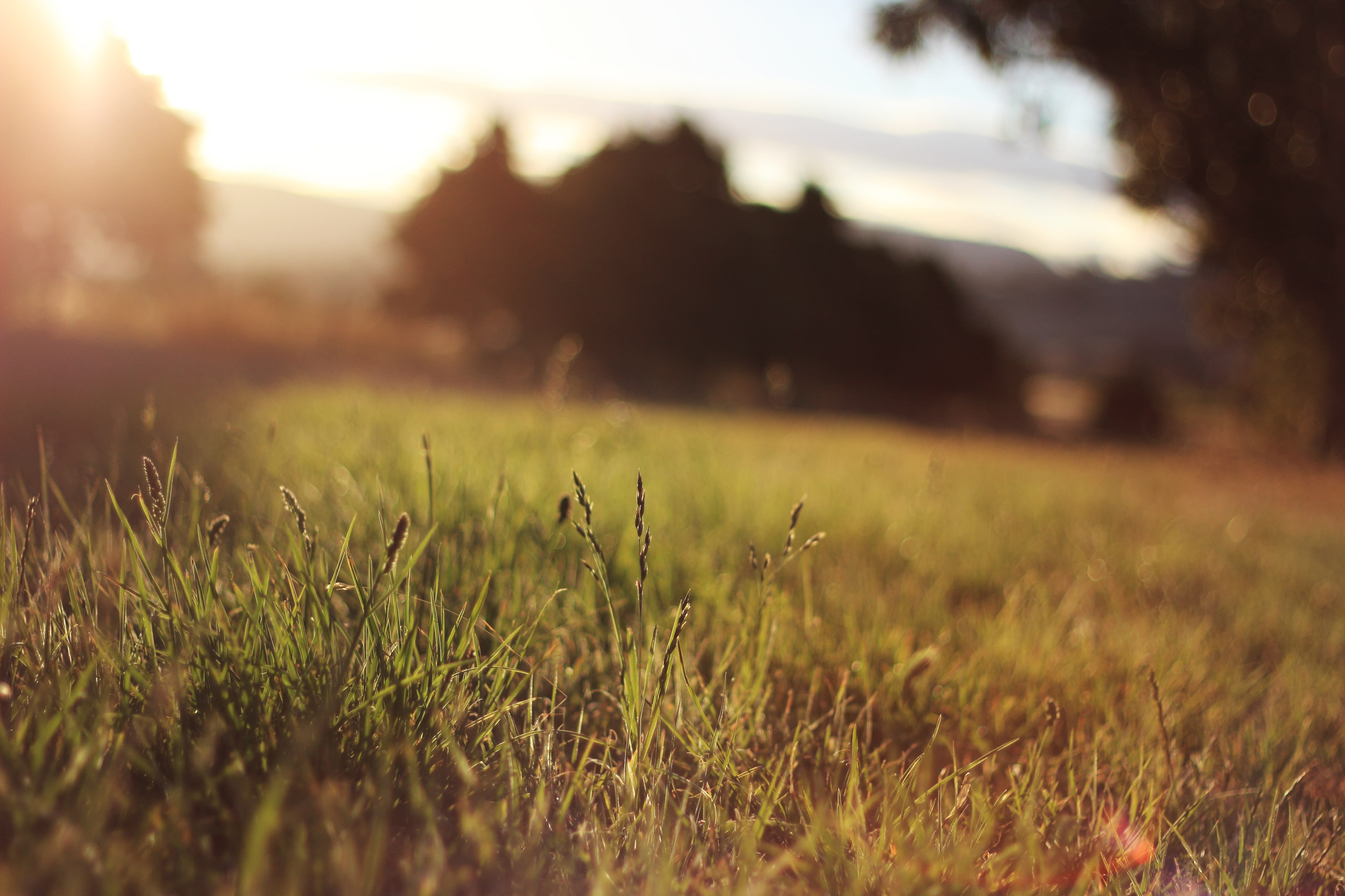 golden, photo, green color, tranquil scene, outdoors, grunge, hour, sunny, field, day, grass, green, summer, selective focus, land, growth, environment, HD Wallpaper