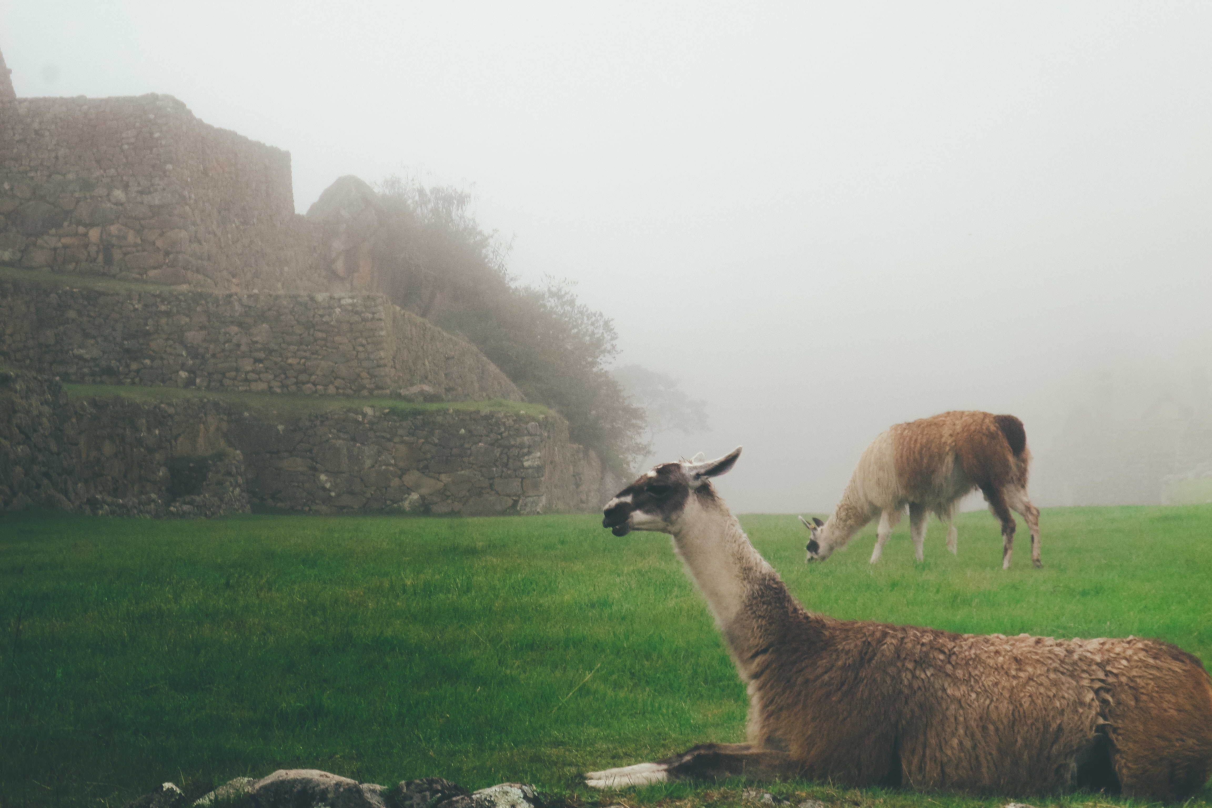 brown, llama, livestock, animals in the wild, green, herbivorous, ancient civilization, animal wildlife, animal themes, day, nature, 4K, plant, fog, sky, HD Wallpaper