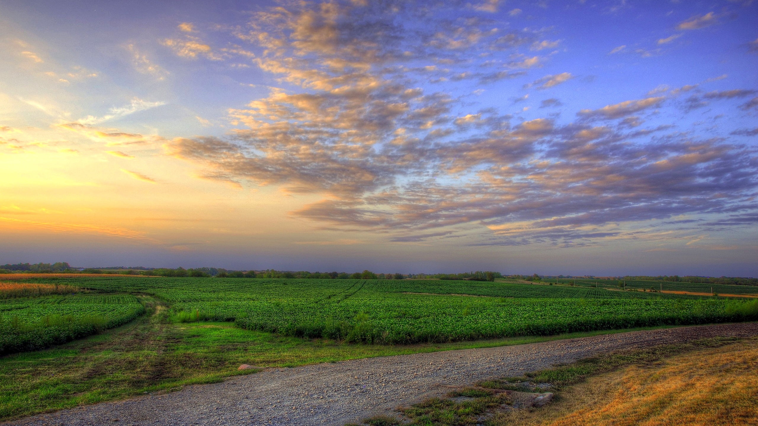 field, cloud - Sky, dusk, plant, pasture, sun, landscape, outdoors, horizon, yellow, backgrounds, day, 2K, rural Scene, forest, growth, farm, nature, no People, HD Wallpaper