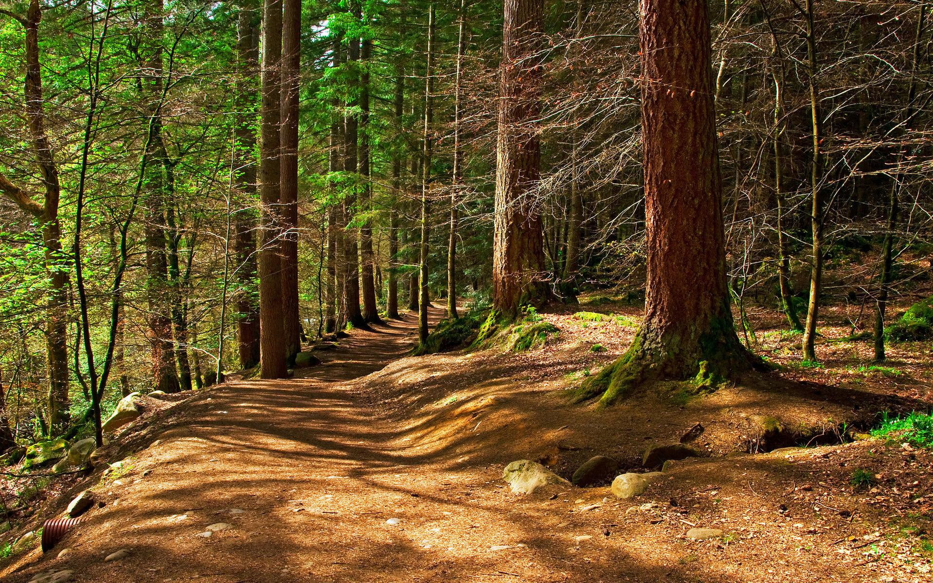 nature and landscapes, blissful, forests, woods, forest, 1080P, trees, nature, HD Wallpaper