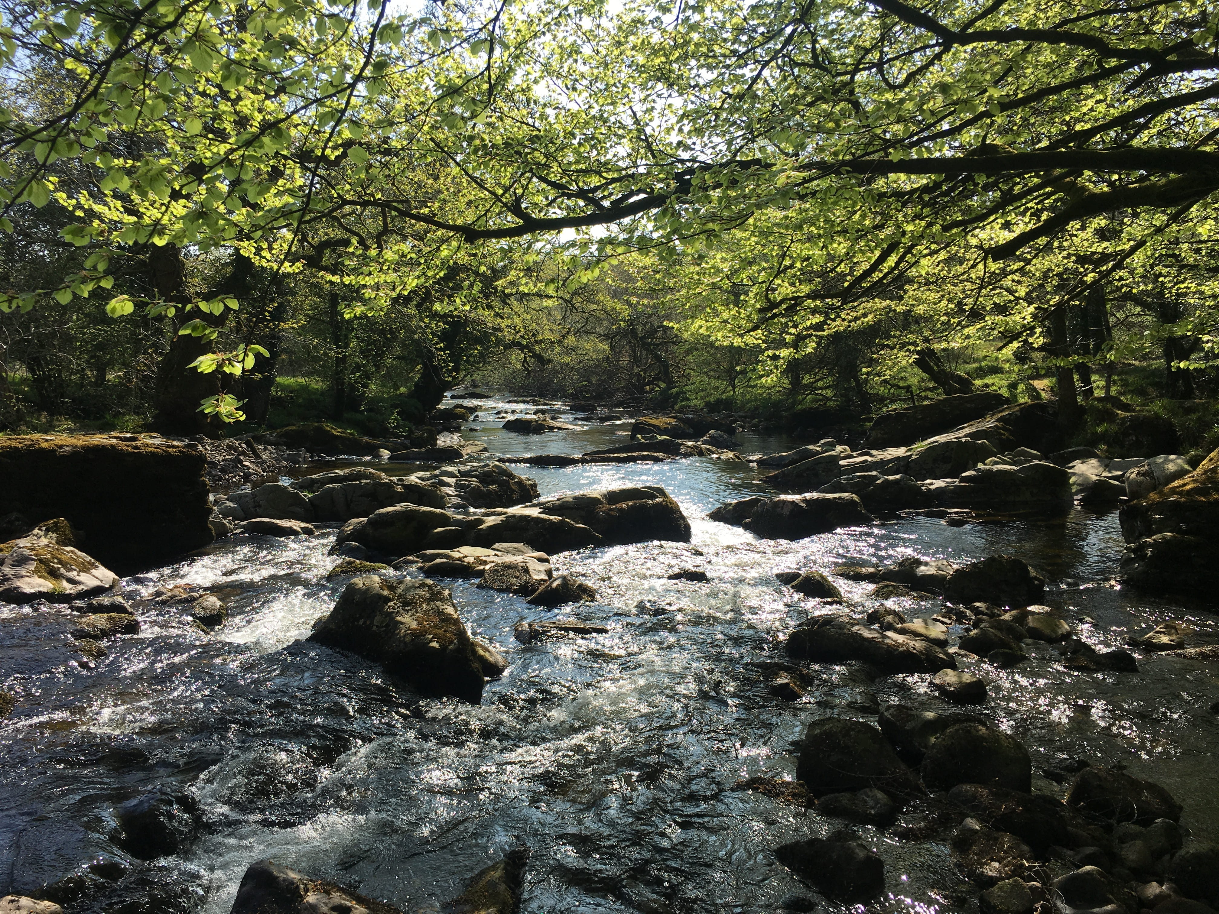 solid, river, outdoors, no people, nature, land, rock, rock - object, plant, stream - flowing water, growth, countryside, jungle, tree, rubble, tranquility, HD Wallpaper