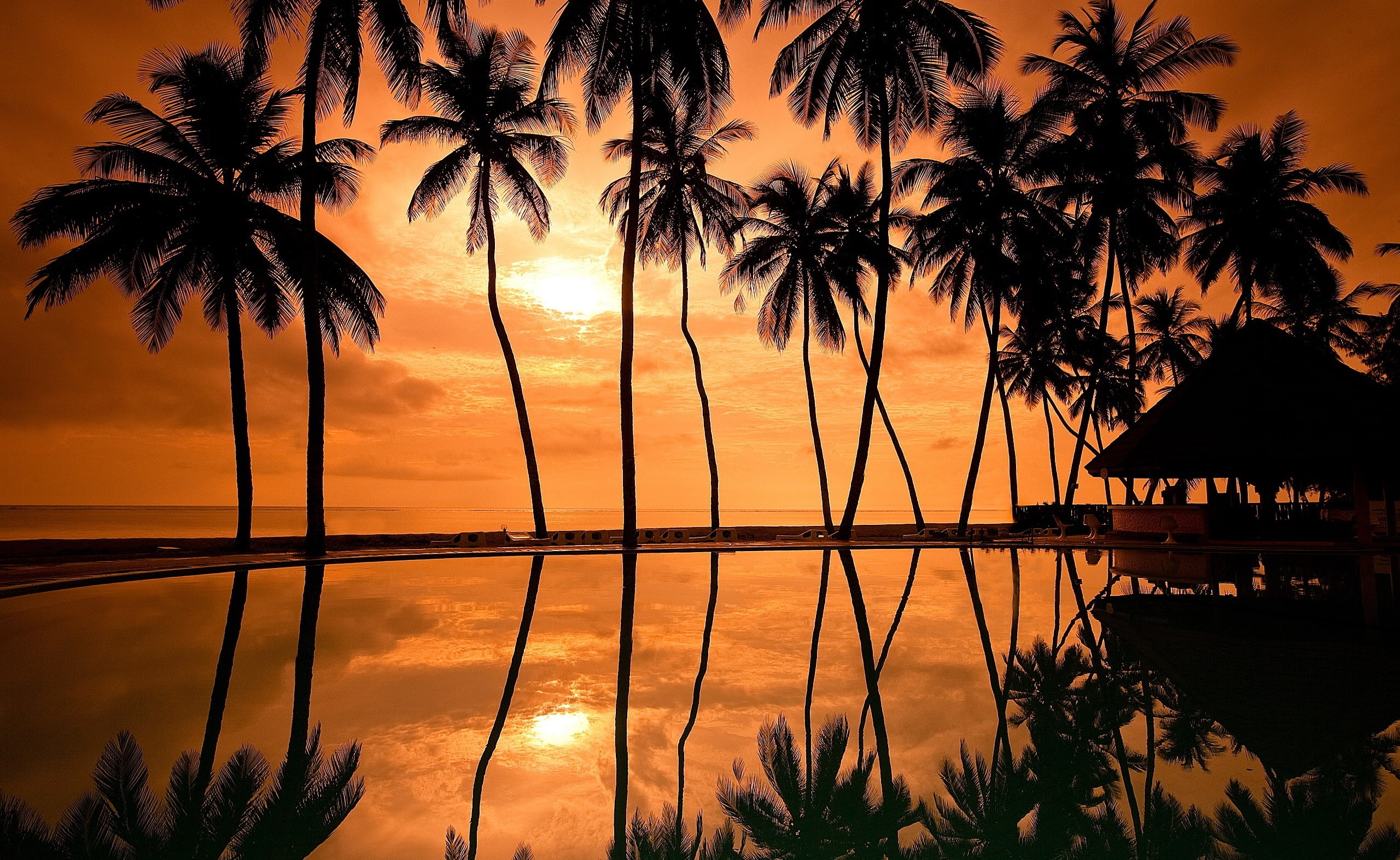 plant, orange color, reflections, sunset, growth, coconut, Nature, no people, beach sunset, Sun and Sky, palm tree, hawaii, sky, silhouette, beauty in nature, HD Wallpaper