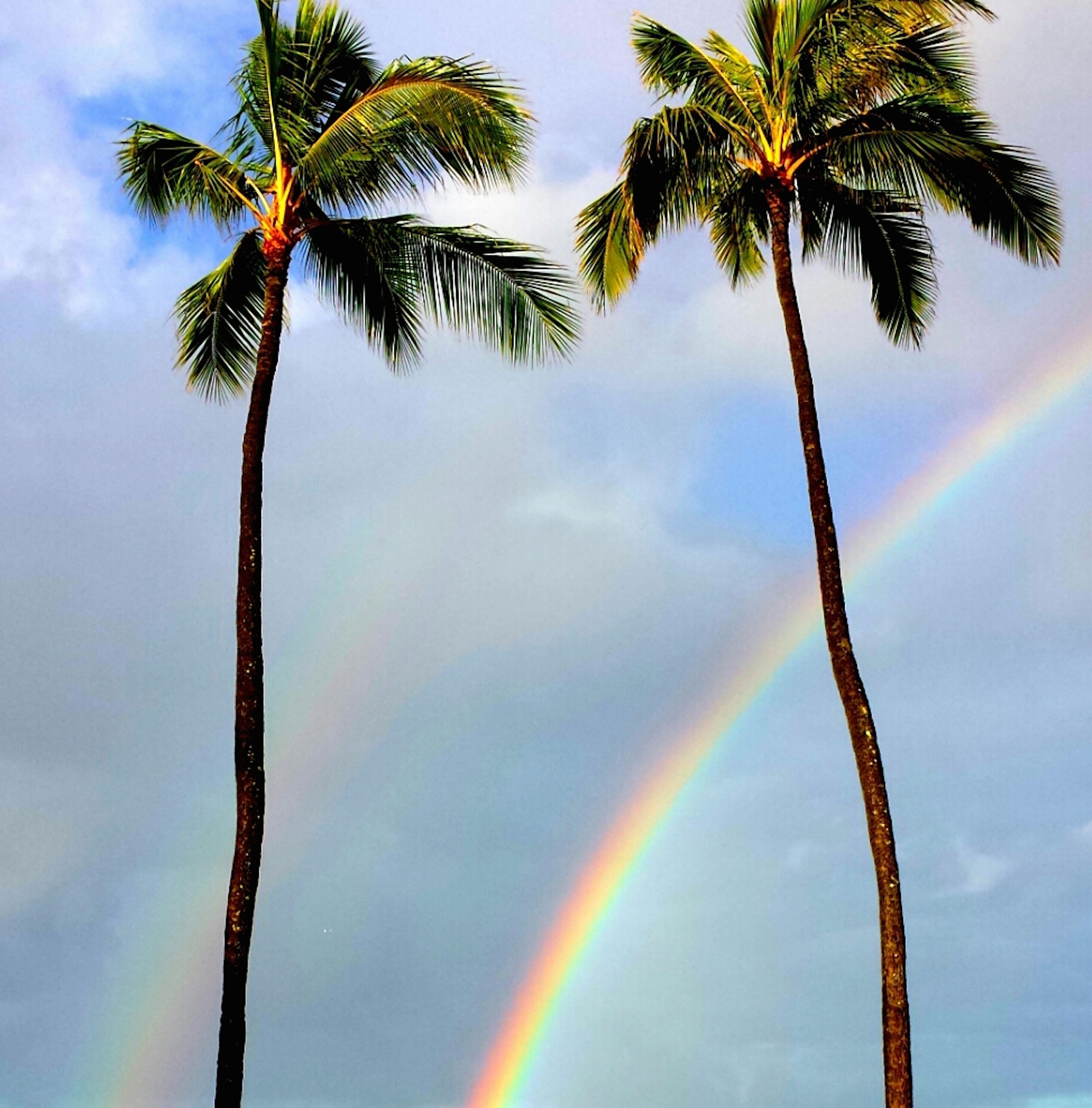 scenics - nature, coconut, paradise, trunk, palm leaf, hawaii, two, tree trunk, tree, exotic, tall - high, palm Tree, palm trees, plant, tropical, beauty in nature, Phone HD Wallpaper
