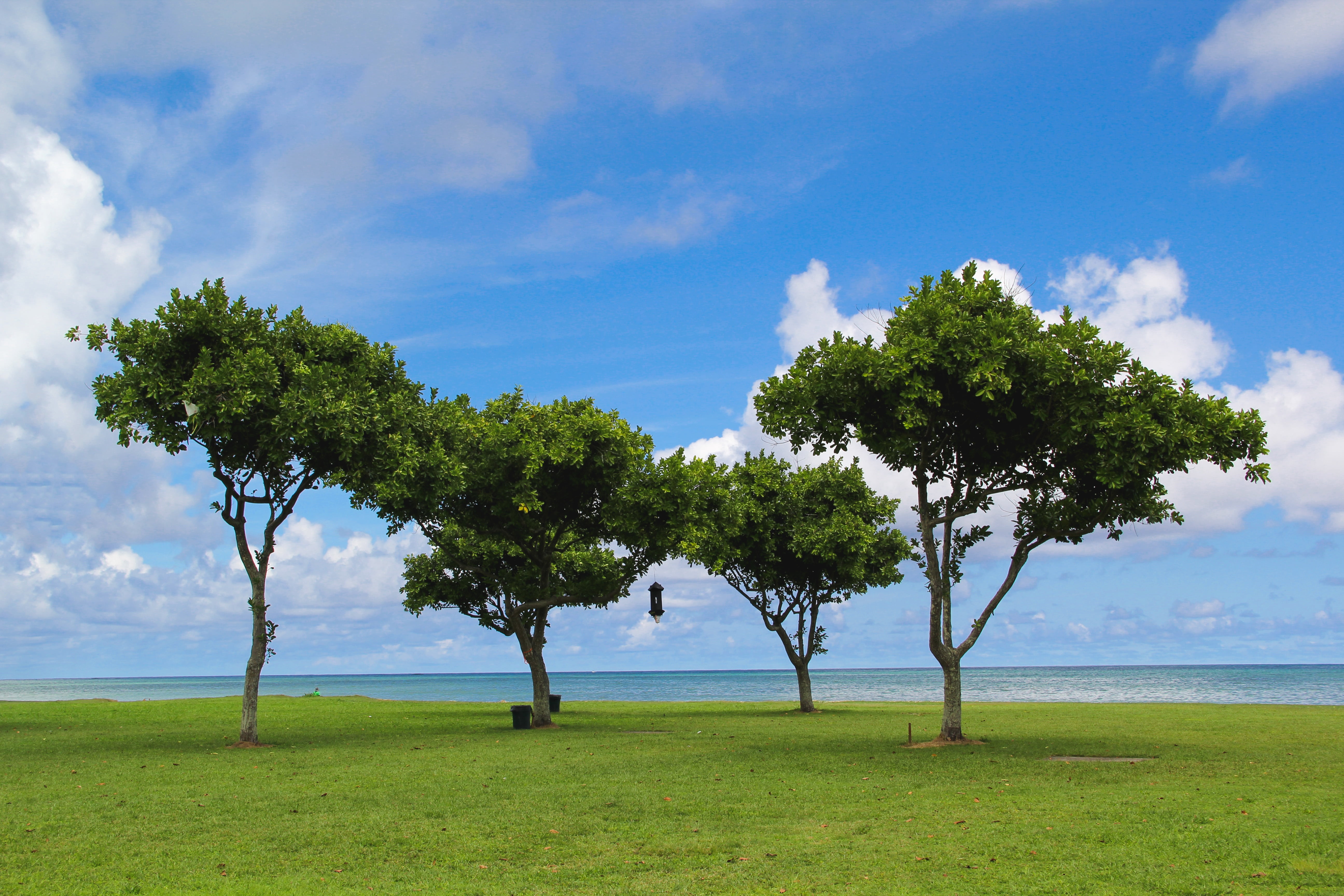 seashore, four, ocean, near, growth, scenics - nature, horizon, field, tranquility, vacation, water, green, beach, plant, grass, land, nature, oahu, trees, HD Wallpaper
