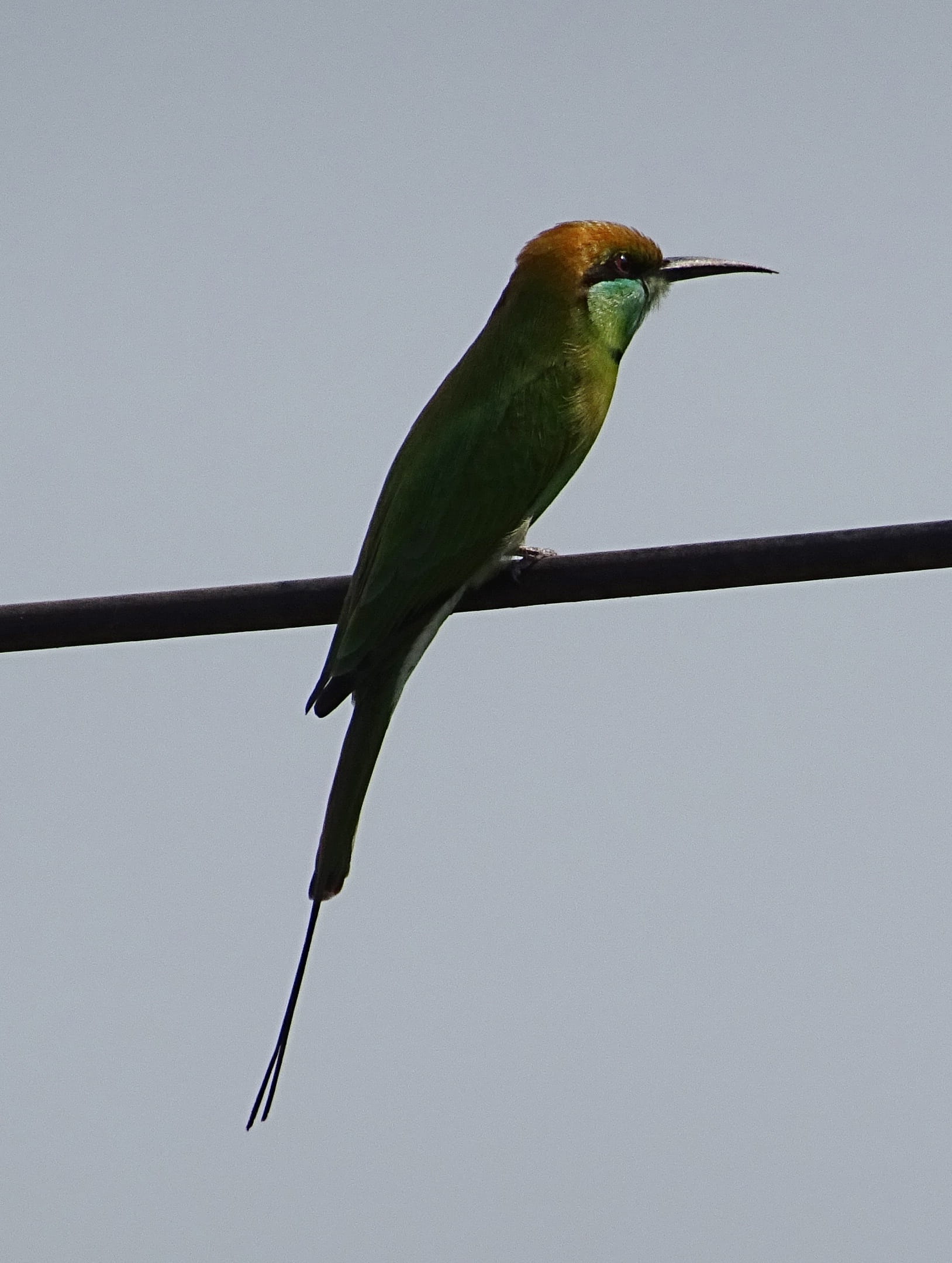 no people, Merops Orientalis, beak, 1080P, vertebrate, sky, outdoors, passerine, clear sky, karnataka, animal themes, one animal, animal wildlife, bijapur, Phone HD Wallpaper
