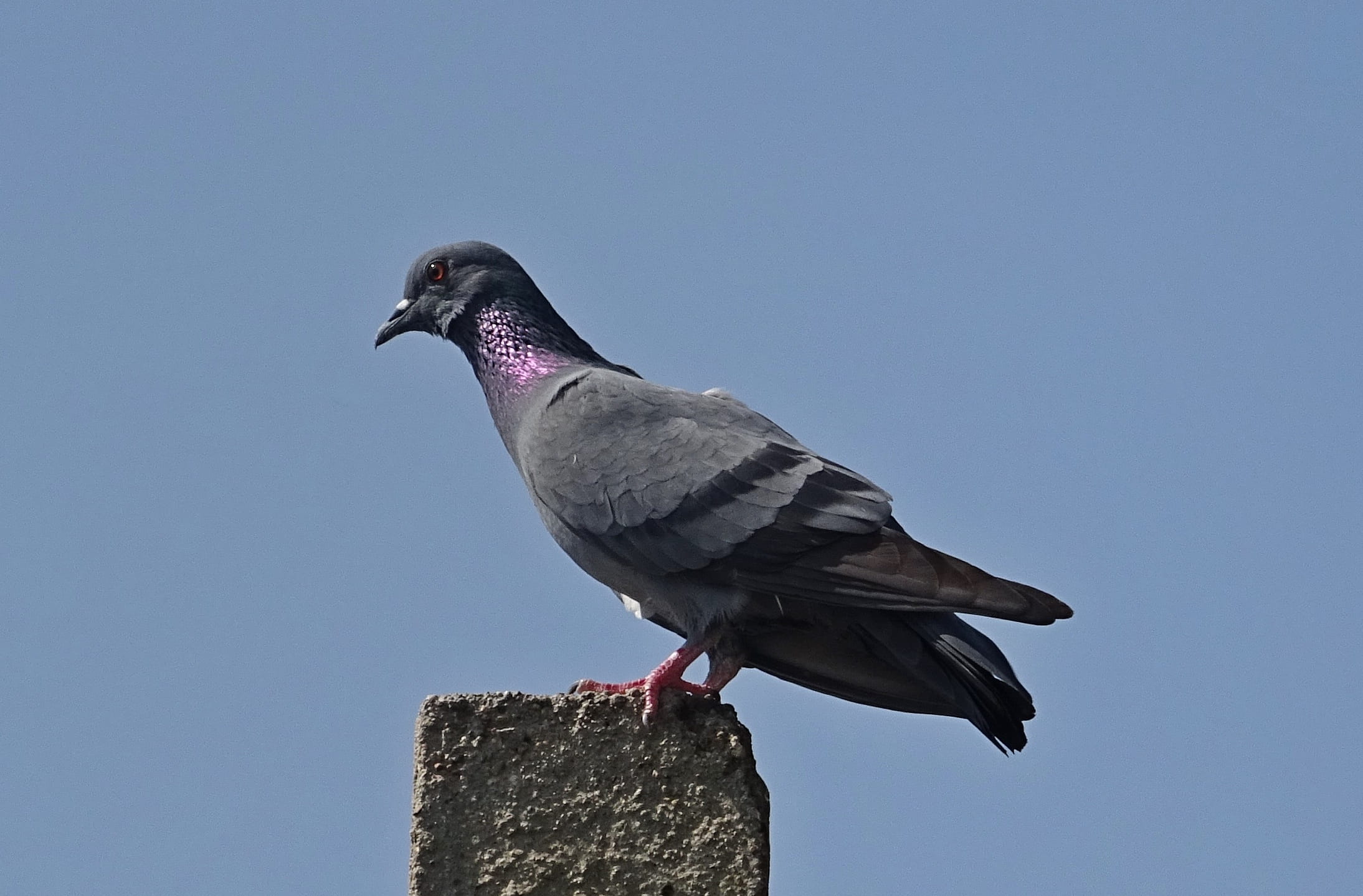 avian, full length, blue, clear sky, day, bijapur, animal wildlife, perching, low angle view, 1080P, Rock Dove, no people, side view, columba livia, columbidae, HD Wallpaper