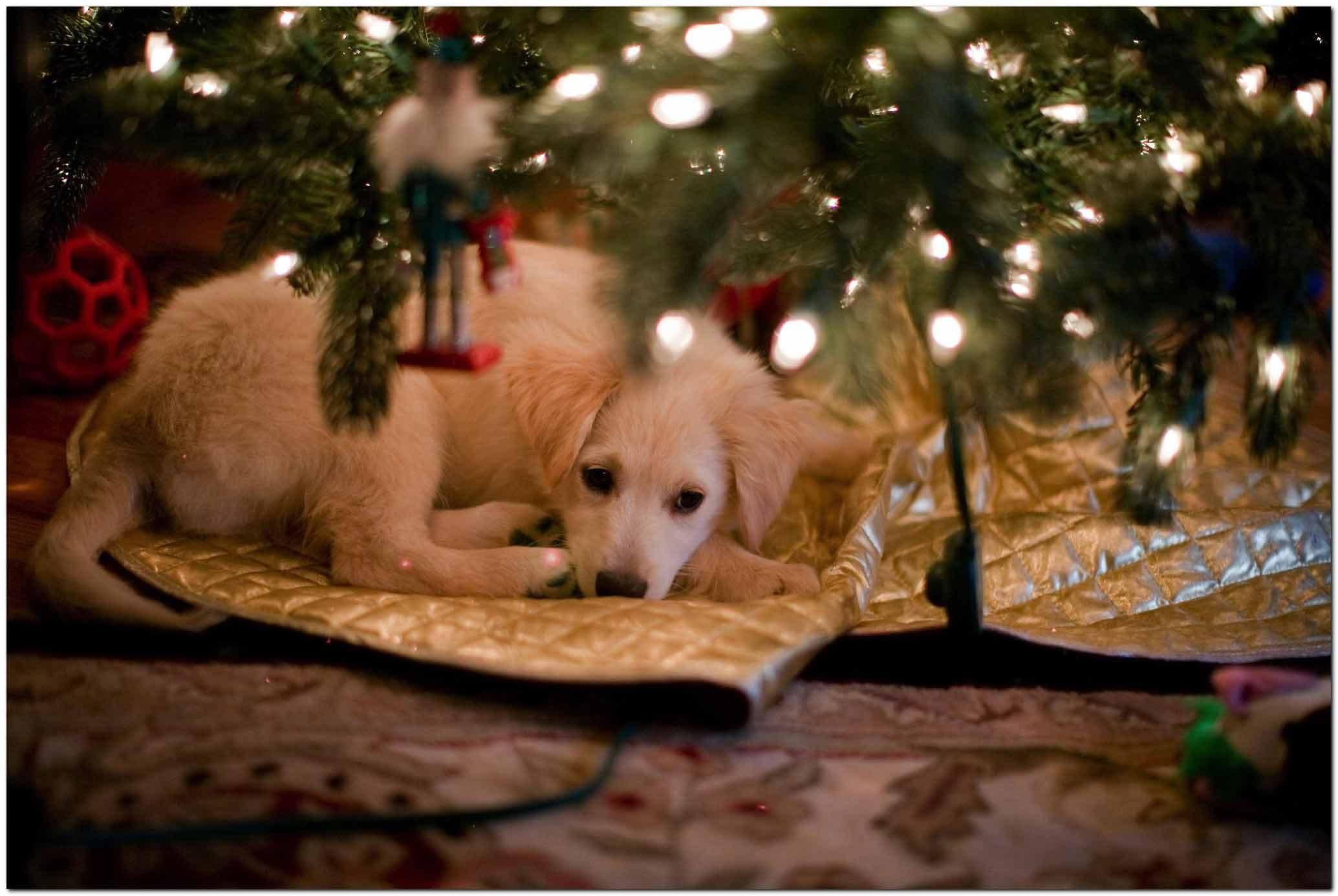 spirit, christmas tree, beautiful, believe, peace, lovely, sweetheart, member, christmas, animals, family, awaits, holidays, 1080P, HD Wallpaper