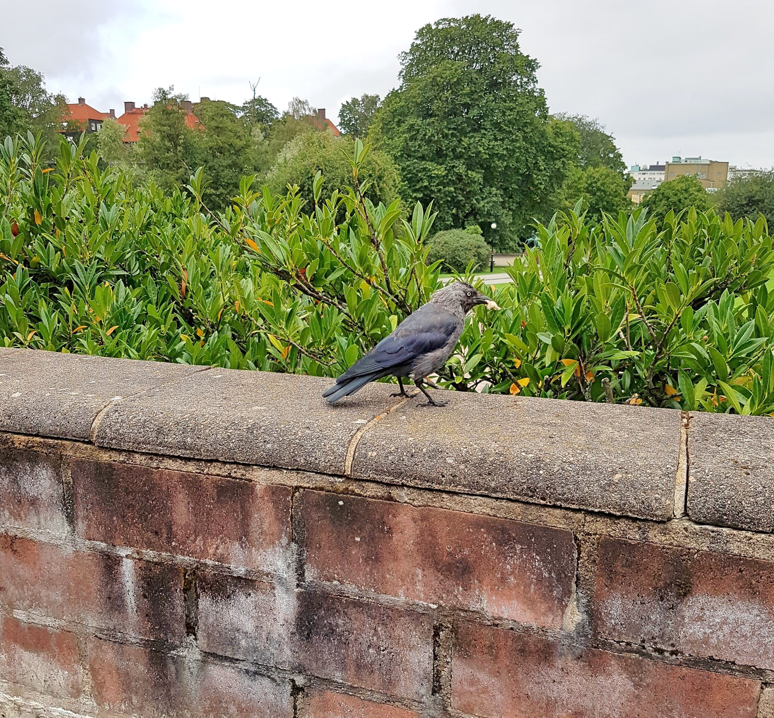 member of the crow family, animal, corvus cornix, tree, bird, retaining wall, wall - building feature, 2K, one animal, wall, perching, wildlife, plant, HD Wallpaper
