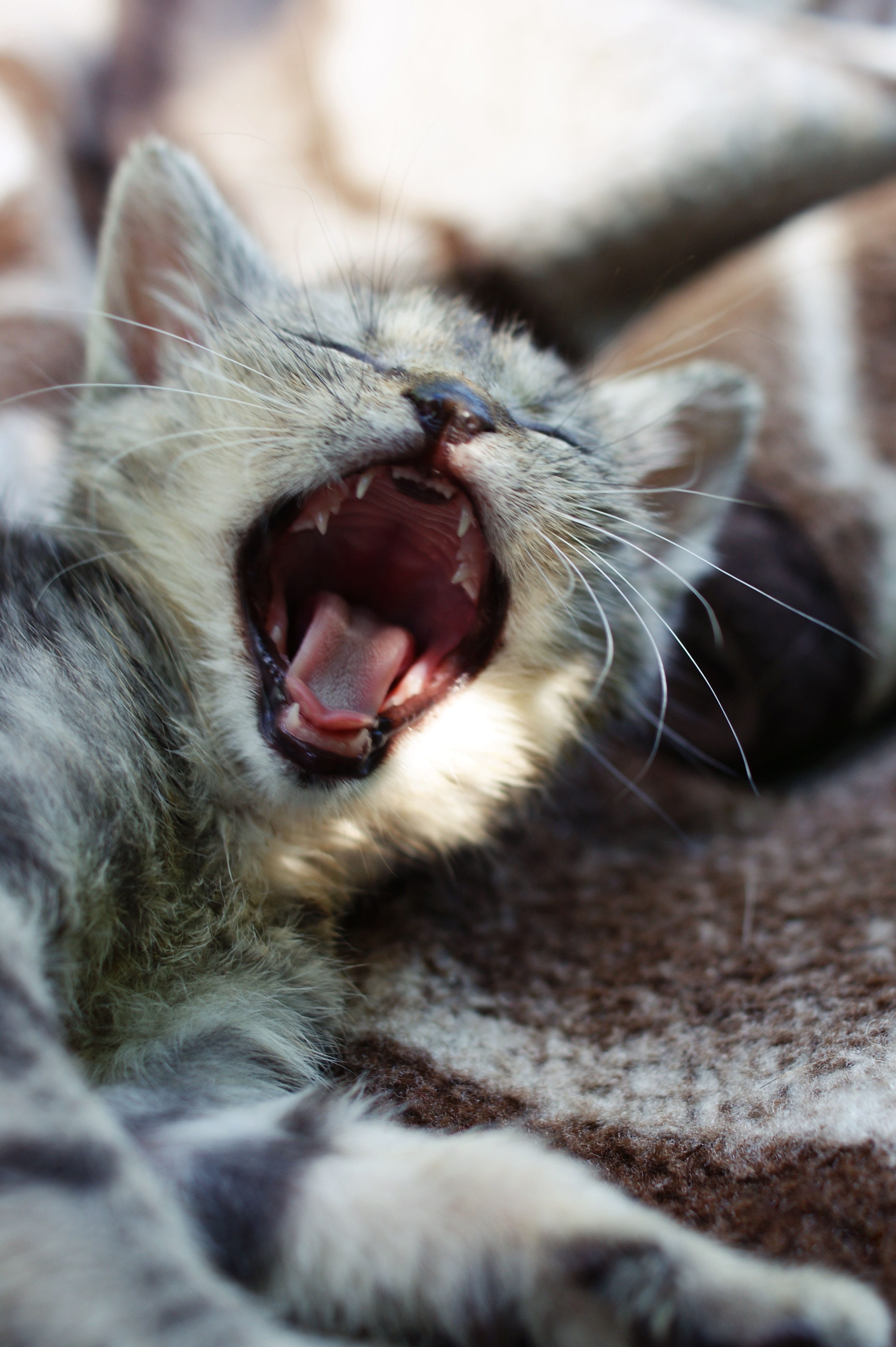 animal, no people, a member of the family, whisker, pets, domestic, animal head, 4K, pet, one animal, vertebrate, mouth, domestic animals, kitten, yawn, Phone HD Wallpaper