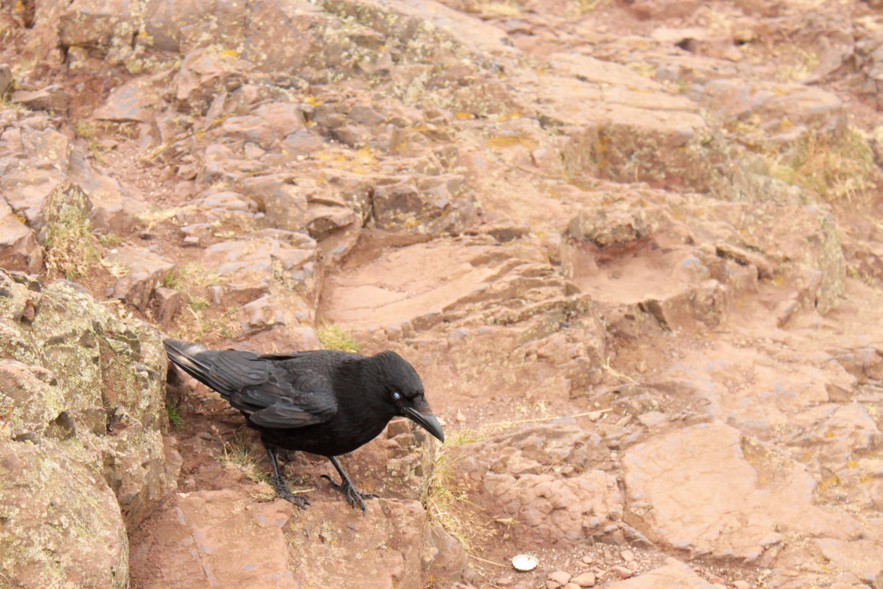 white eye, rock, 2K, animals And Pets, high angle view, plant, member of the crow family, one animal, mountain, Crow Family, Bird, full length, animals In The Wild, HD Wallpaper