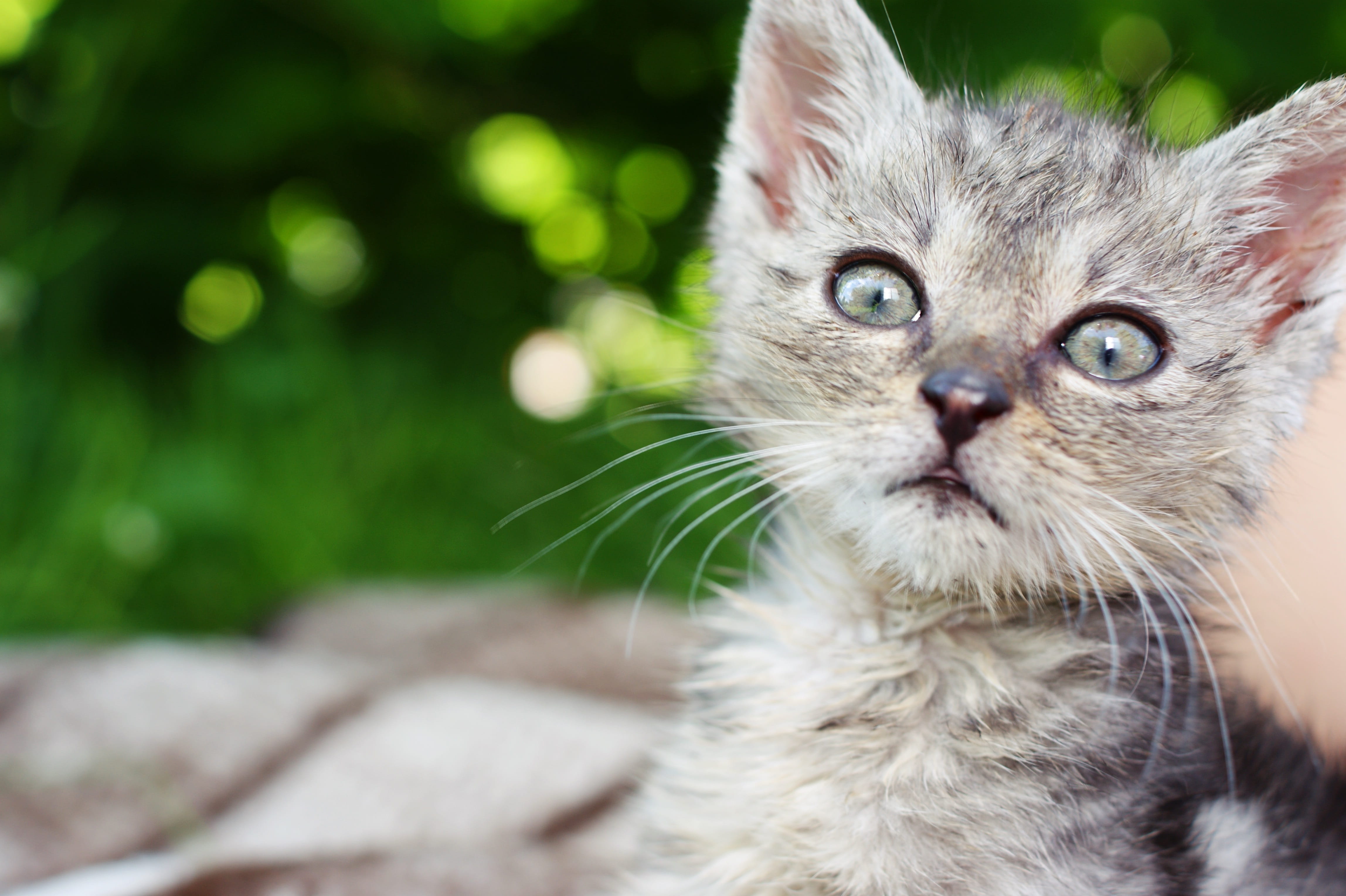 animal head, gray, Family, 4K, domestic cat, vertebrate, dart, a member of the family, grass, animal eye, Dart, no people, kitten, focus on foreground, HD Wallpaper