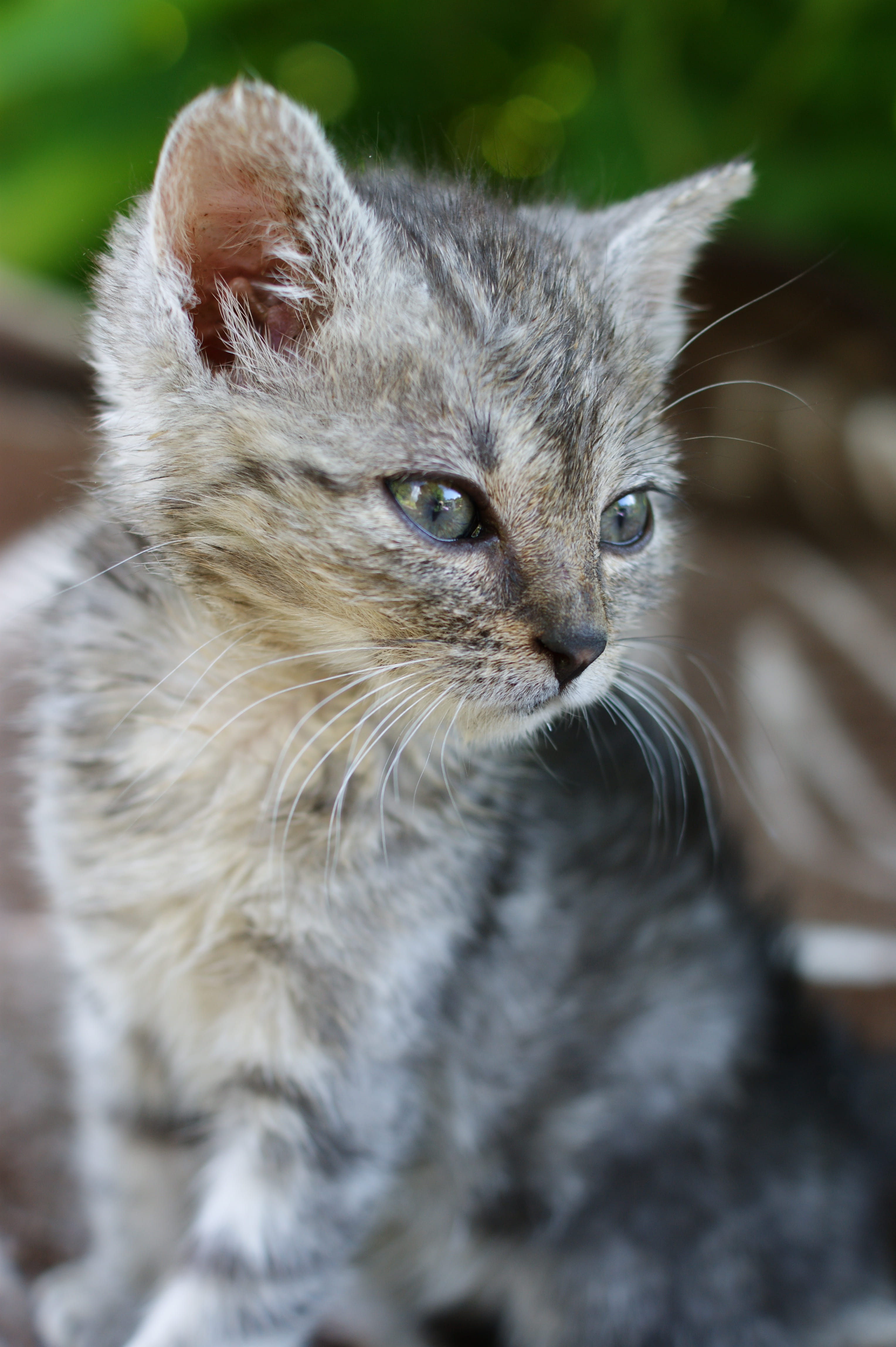 animal Eye, fur, animal, close-up, snout, feline, one animal, focus on foreground, animal themes, day, animal body part, Member, Kitten, Family, portrait, Phone HD Wallpaper