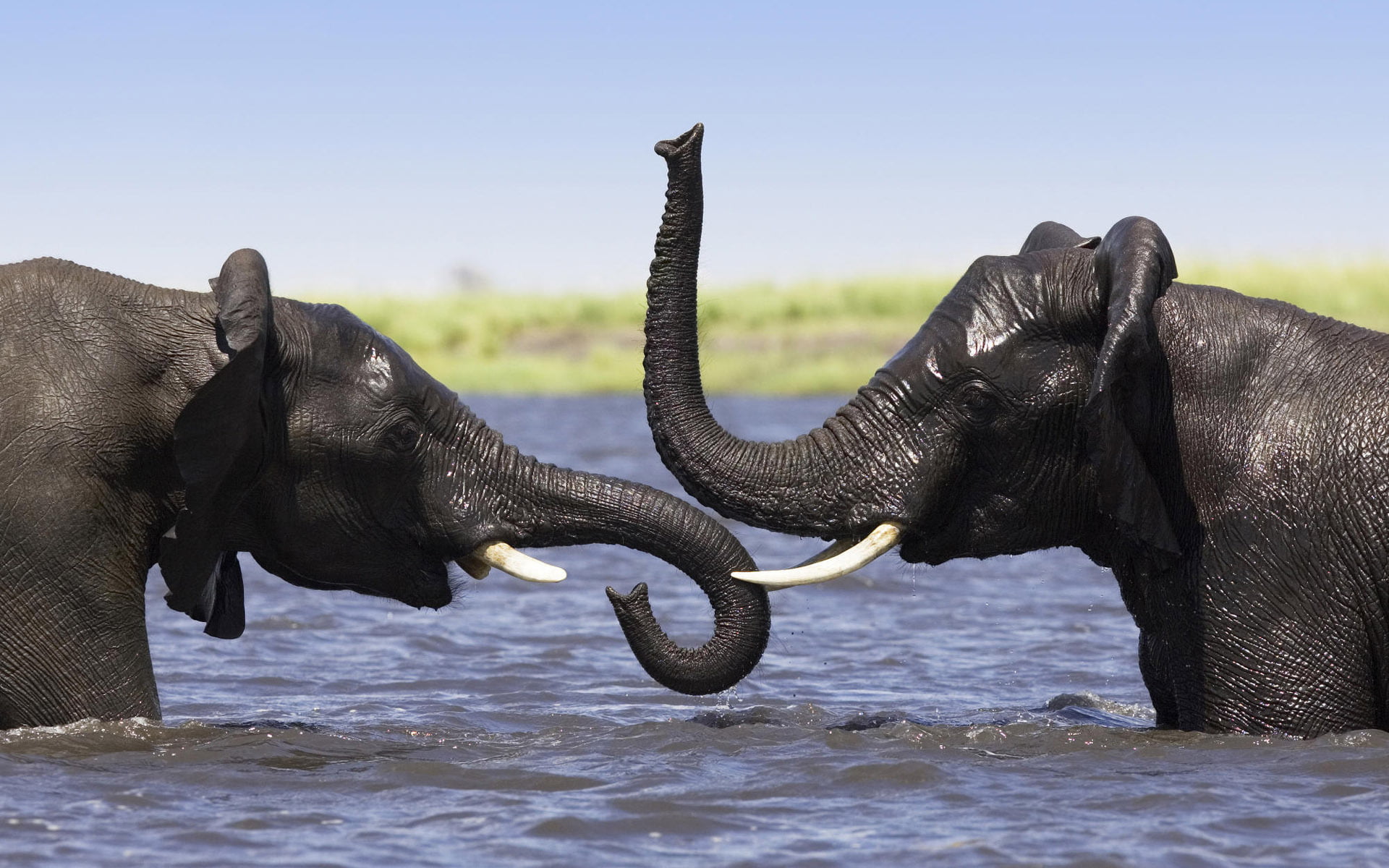 animals in the wild, animal body part, mammal, family members, two animals, day, river, family, two, 1080P, herbivorous, asian elephant, group of animals, HD Wallpaper