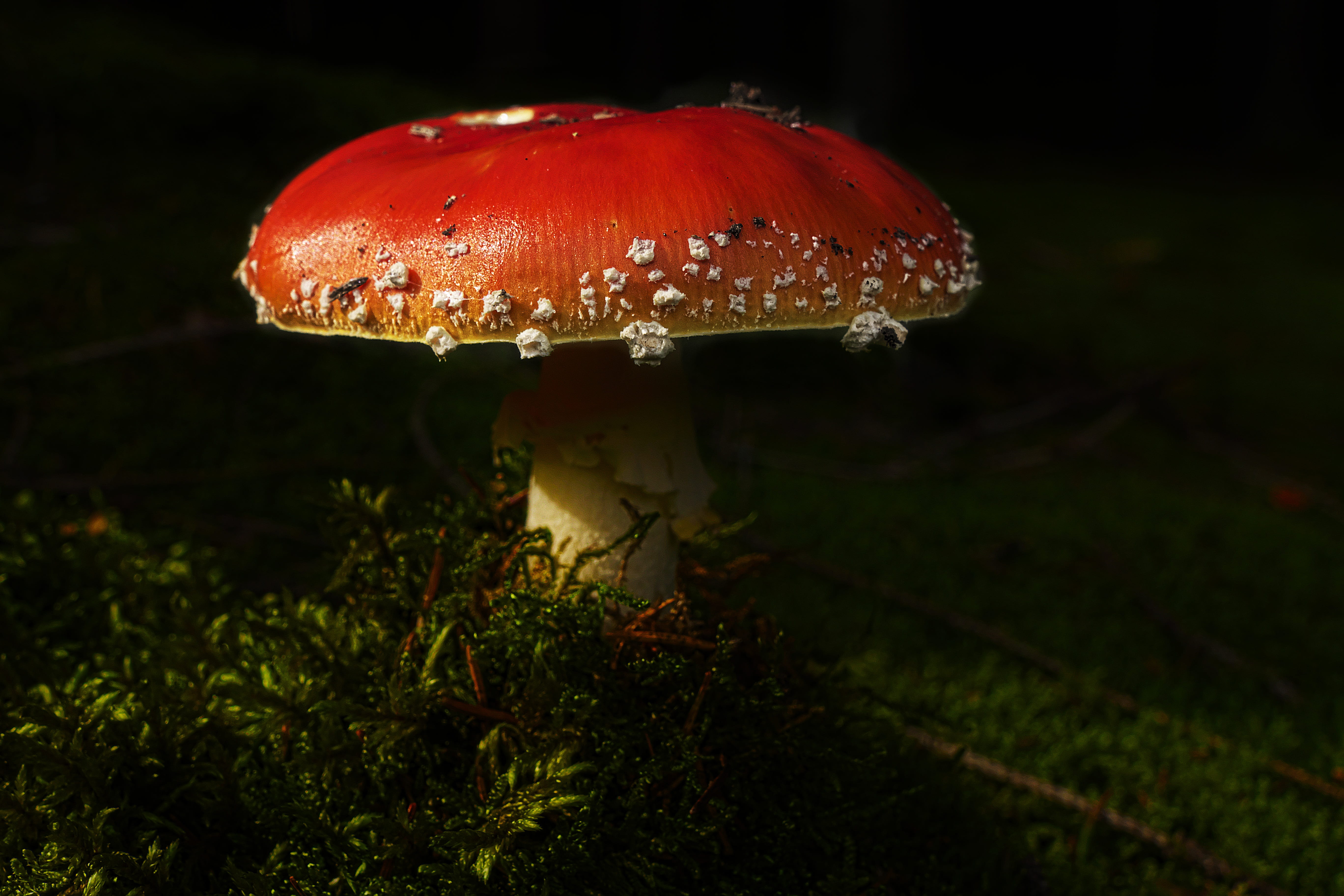 toxic, no people, food, selective focus, poisonous, forest plants, plant, amanita muscaria, autumn, outdoors, vegetable, fungus, nature, mushroom, forest, HD Wallpaper