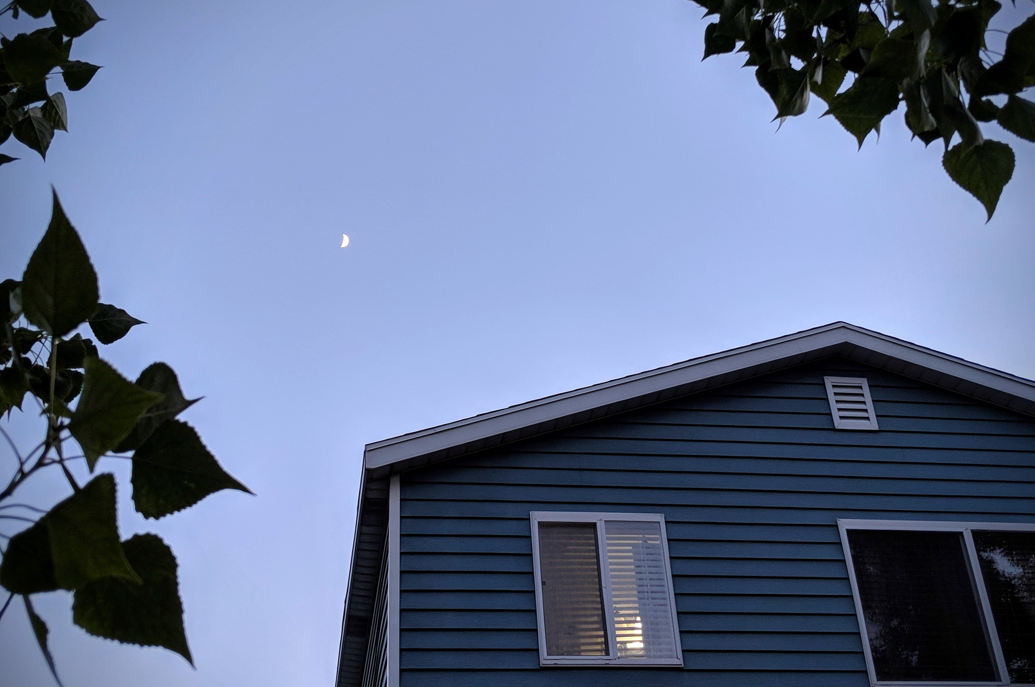 tree, plant, outdoors, clear sky, beauty in nature, evening, low angle view, day, elko, 2242 clearwater ct, built structure, sky, growth, nature, architecture, HD Wallpaper