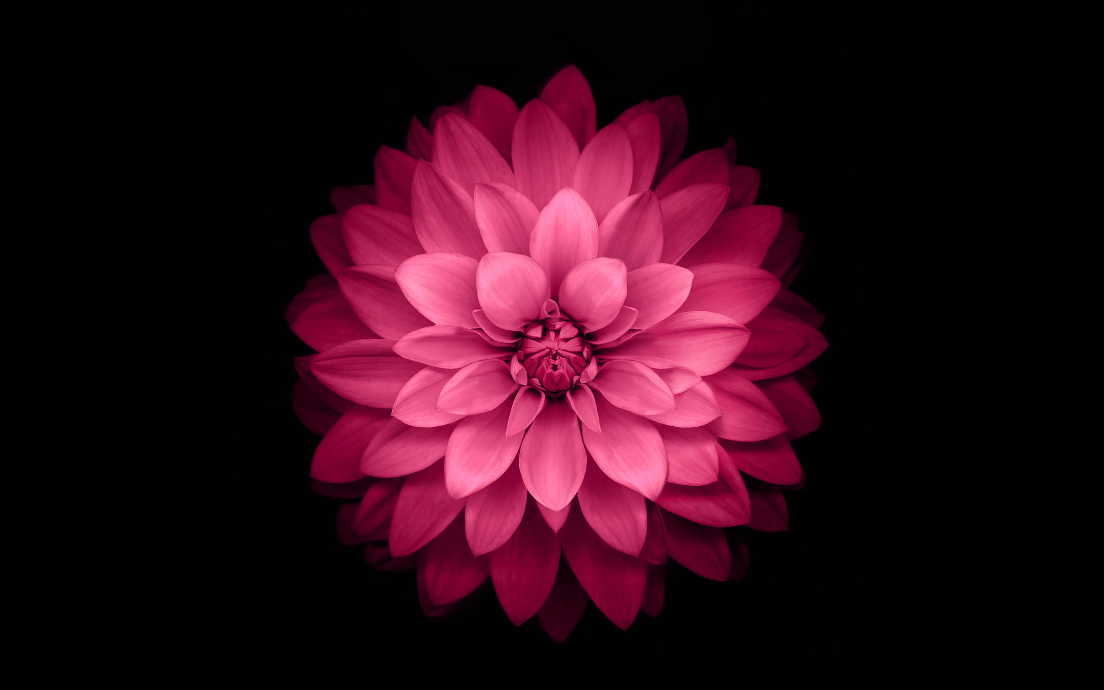 dahlia, no people, inflorescence, plus, beauty in nature, plant, ios8, petal, growth, 4K, fragility, iphone6, indoors, lotus, red, flower head, flower, HD Wallpaper