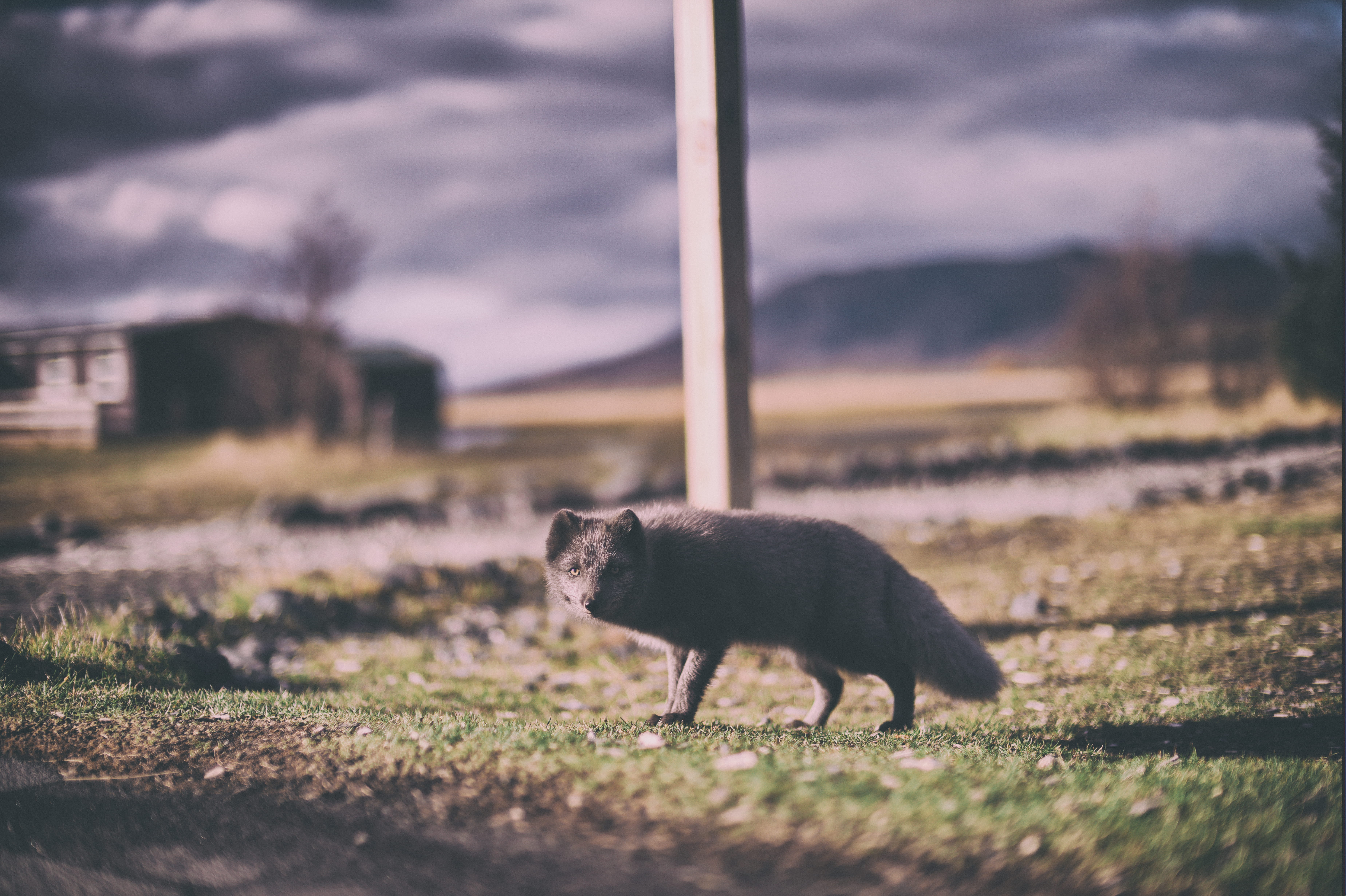 summer, fur, domestic Cat, grass, photo, rural, animal, landscape, speedmaster 50mm, arctic fox, post, mitakon 50, nature, rural Scene, iceland, 5K, mammal, HD Wallpaper
