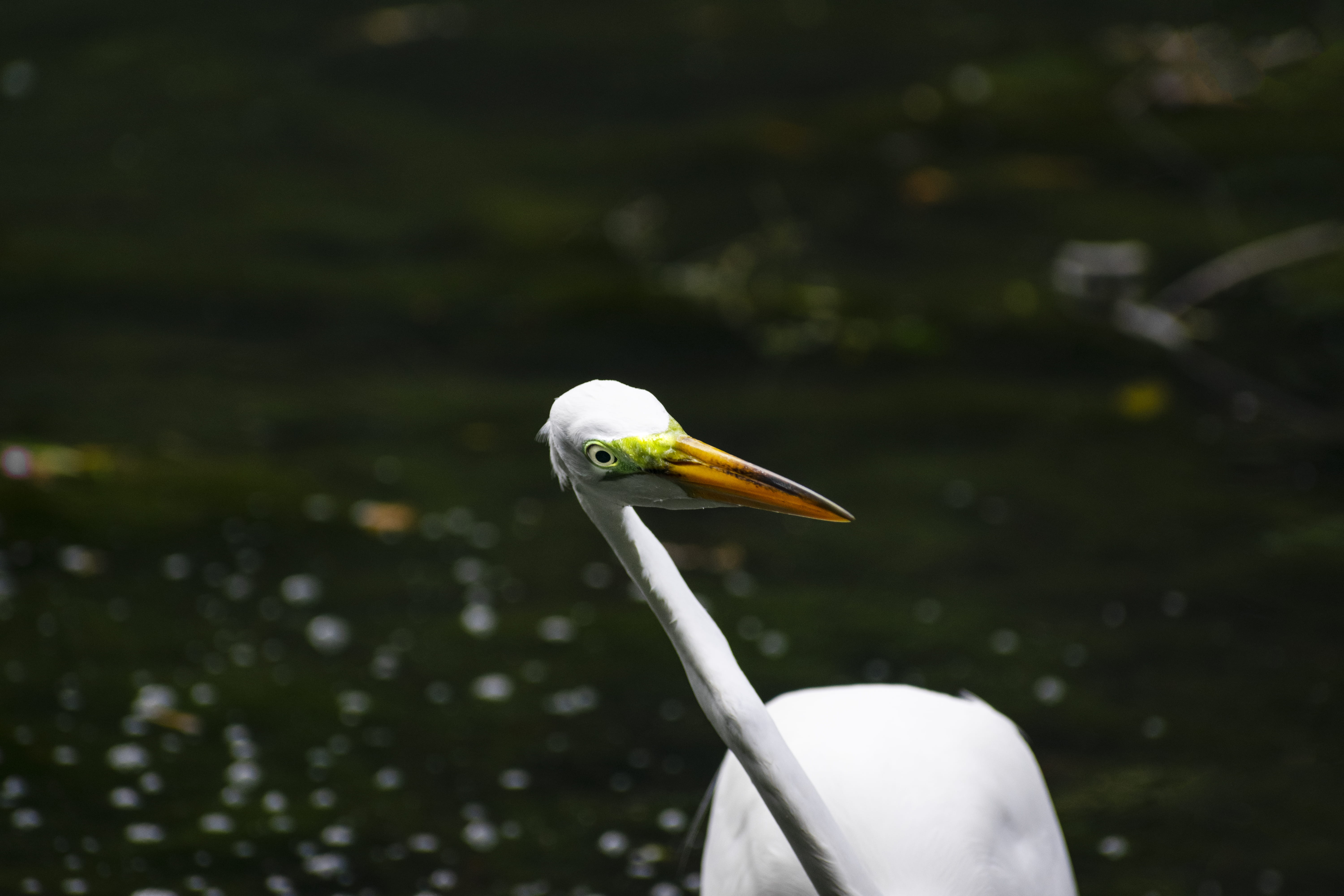 one animal, close-up, heron, animal, outdoors, animal head, 5K, white color, wildlife, animal neck, crane bird, animals in the wild, HD Wallpaper