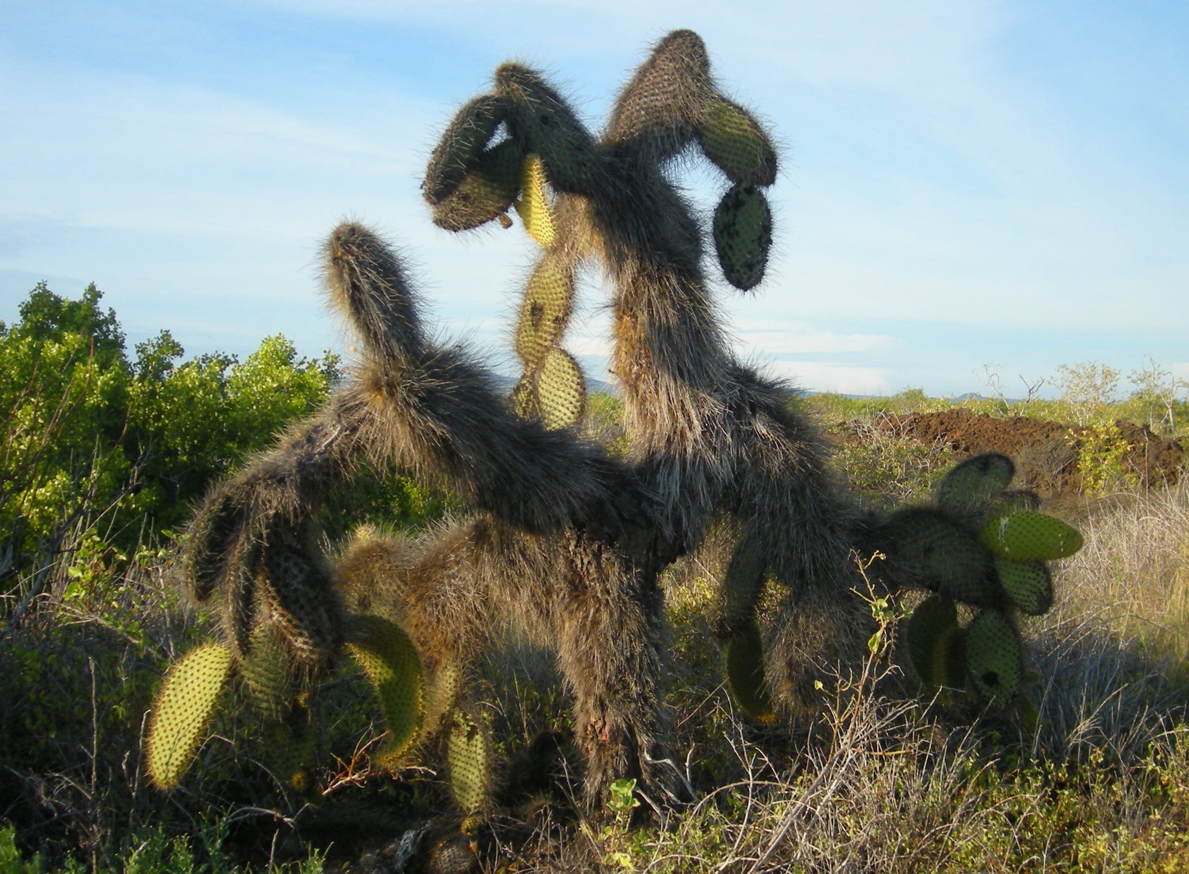 grass, no people, vertebrate, cactus, animals in the wild, island, plant, tree, animal themes, sunlight, monkey, ecuador, animal, baboon, nature, group of animals, HD Wallpaper