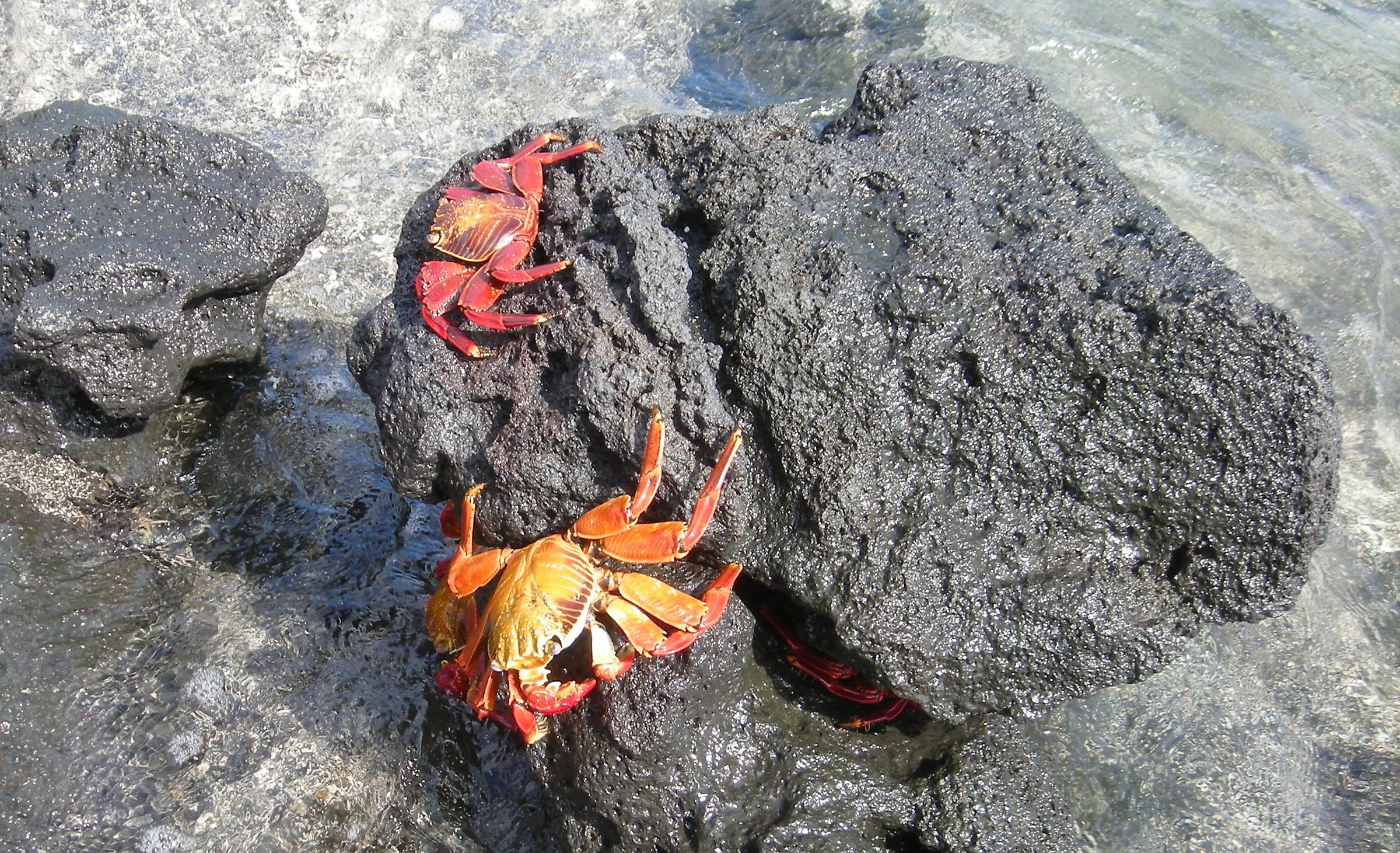island, orange color, rocks, animal wildlife, crabs, day, land, water, rock, animal, outdoors, rock - object, pacific, galapagos, equator, animal themes, HD Wallpaper
